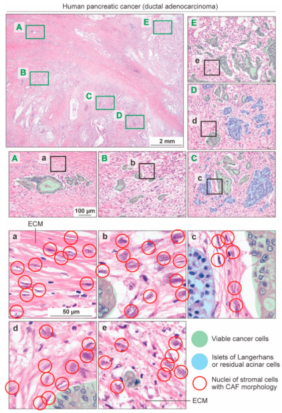 Cancers 14 03315 g001