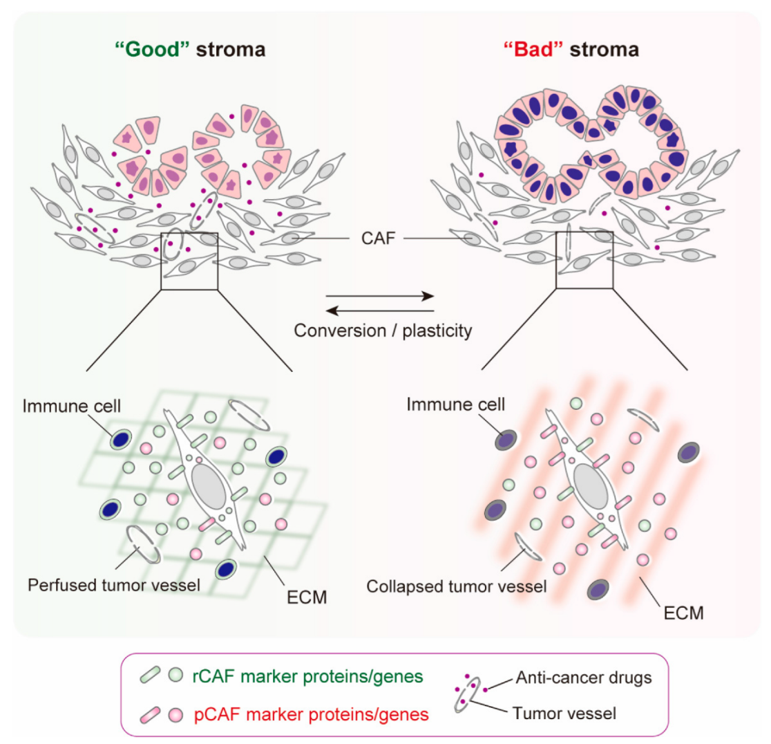 Cancers 14 03315 g004