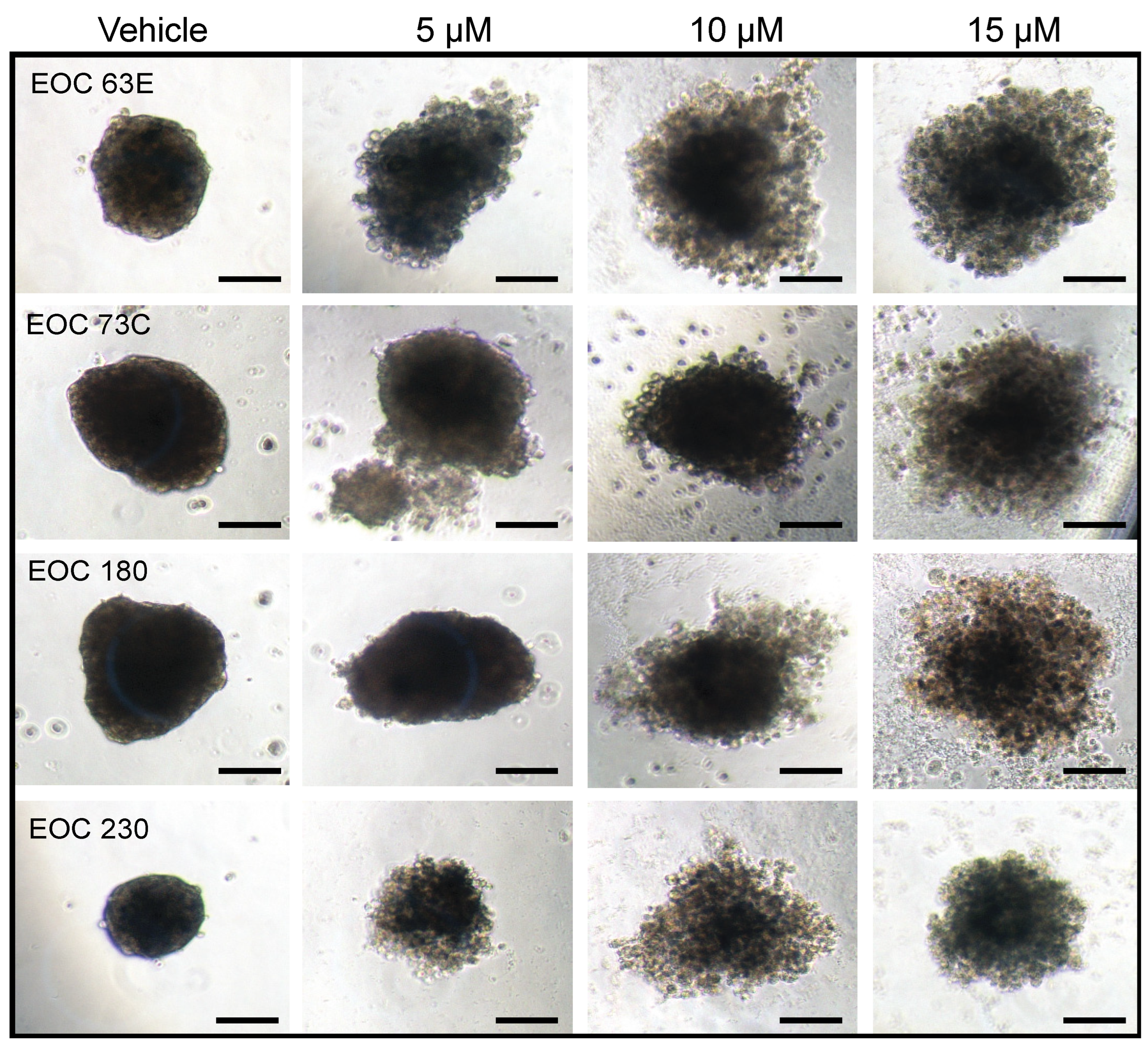 Cancers 14 03318 g005