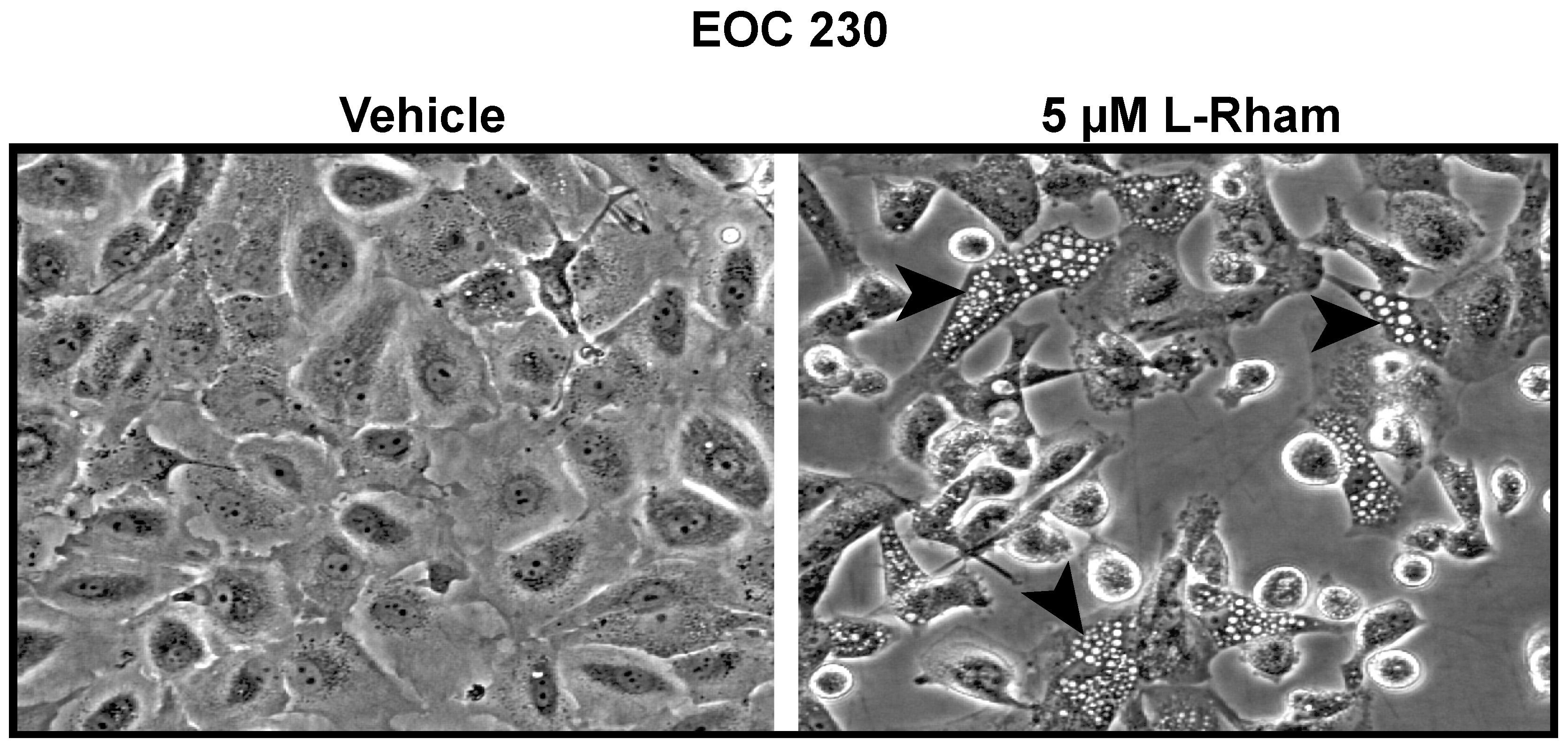 Cancers 14 03318 g006