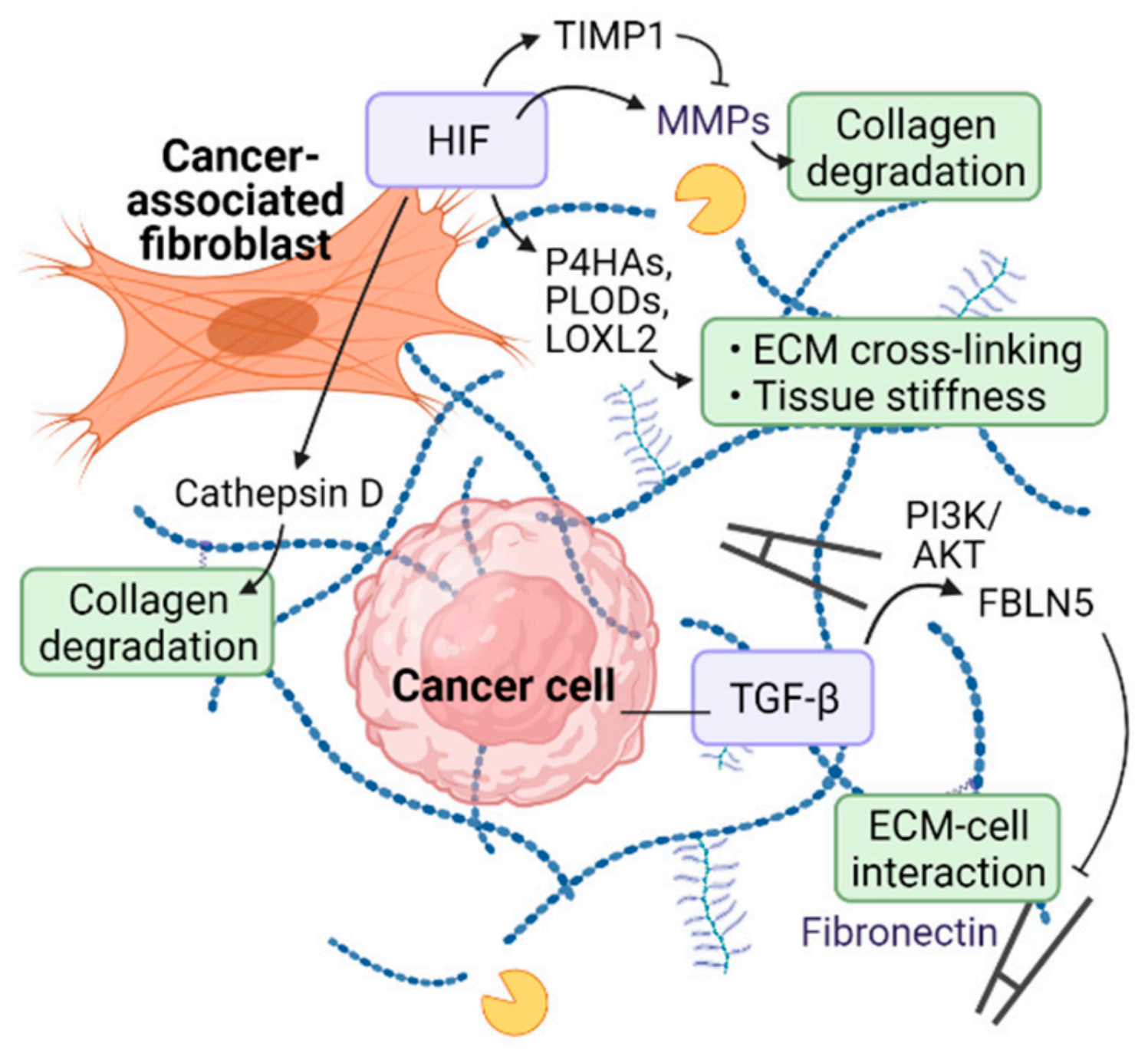 Cancers 14 03321 g002