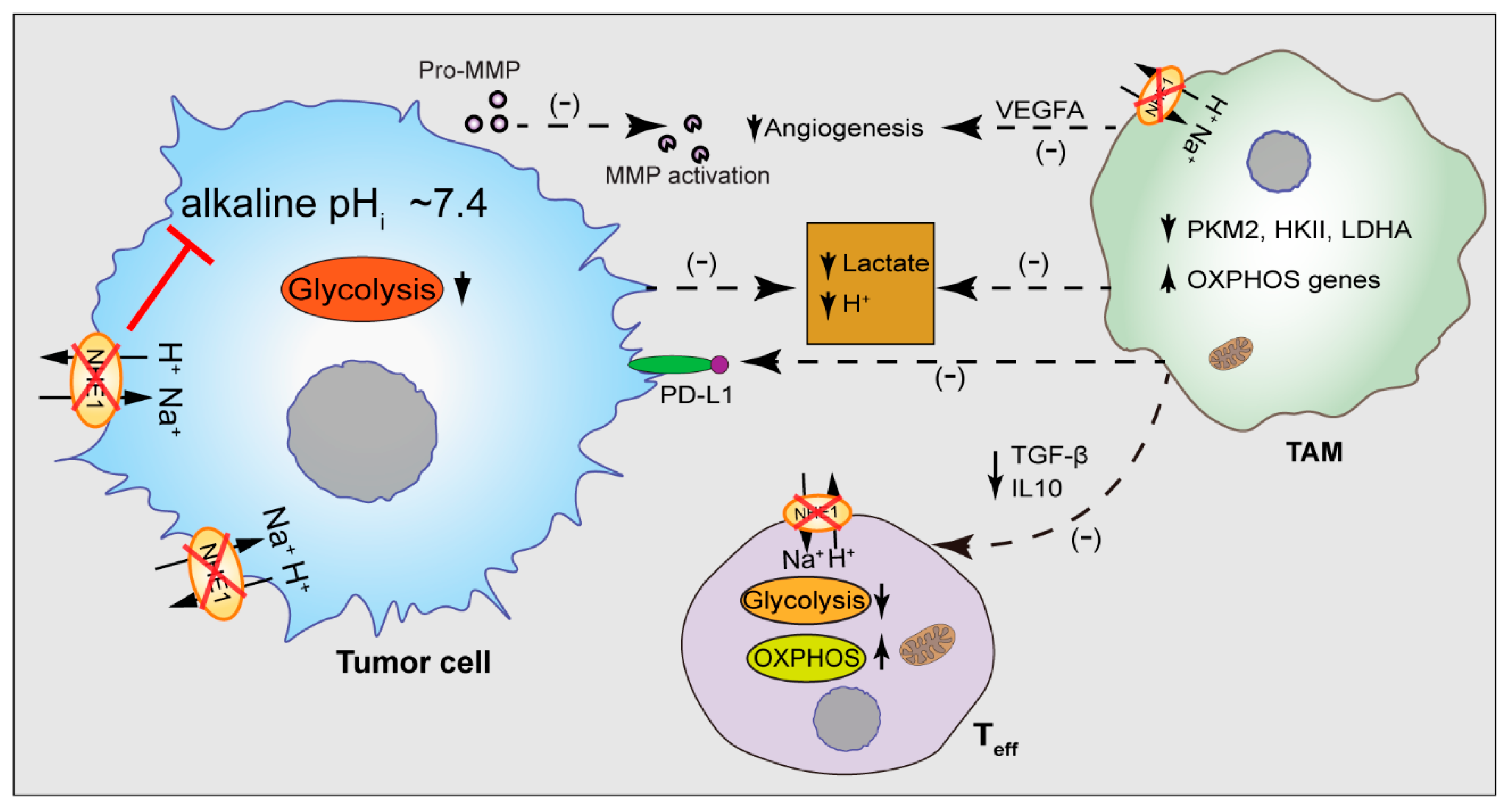 Cancers 14 03331 g003