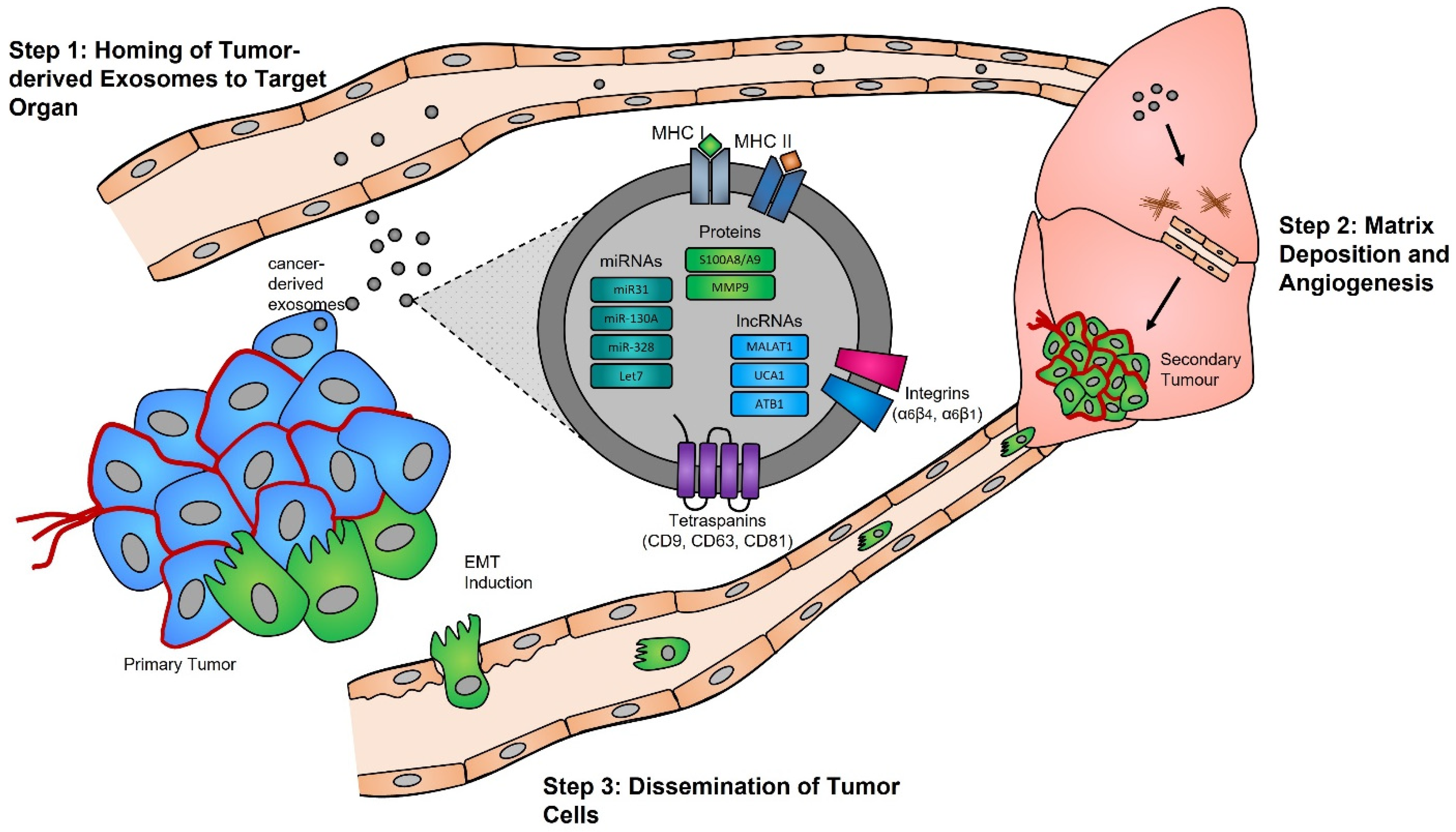 Cancers Free Full-Text Circulating Exosome Cargoes Contain Functionally Diverse Cancer Biomarkers From Biogenesis and Function to Purification and Potential Translational Utility pic