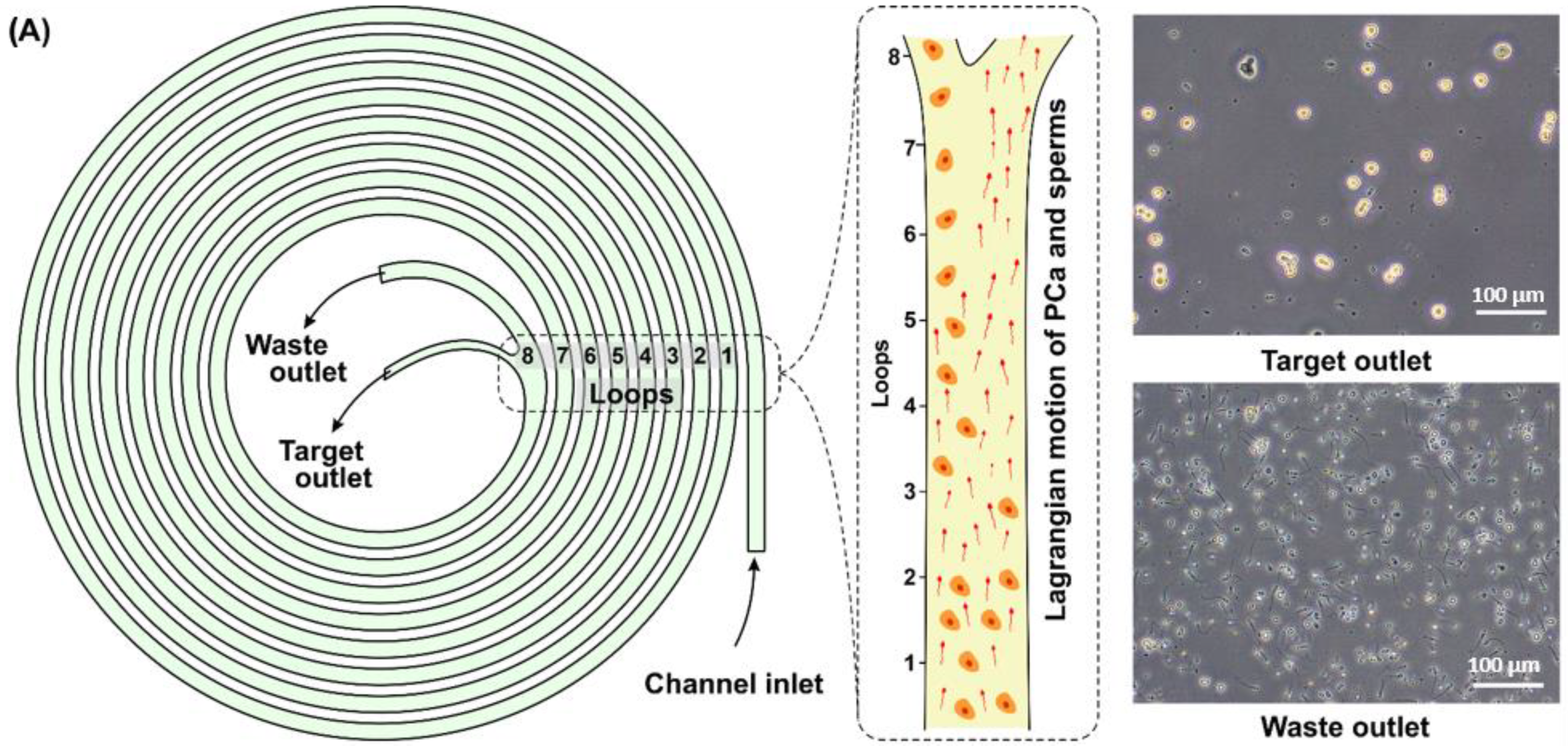 Cancers 14 03364 g002a Cancers 14 03364 g002a