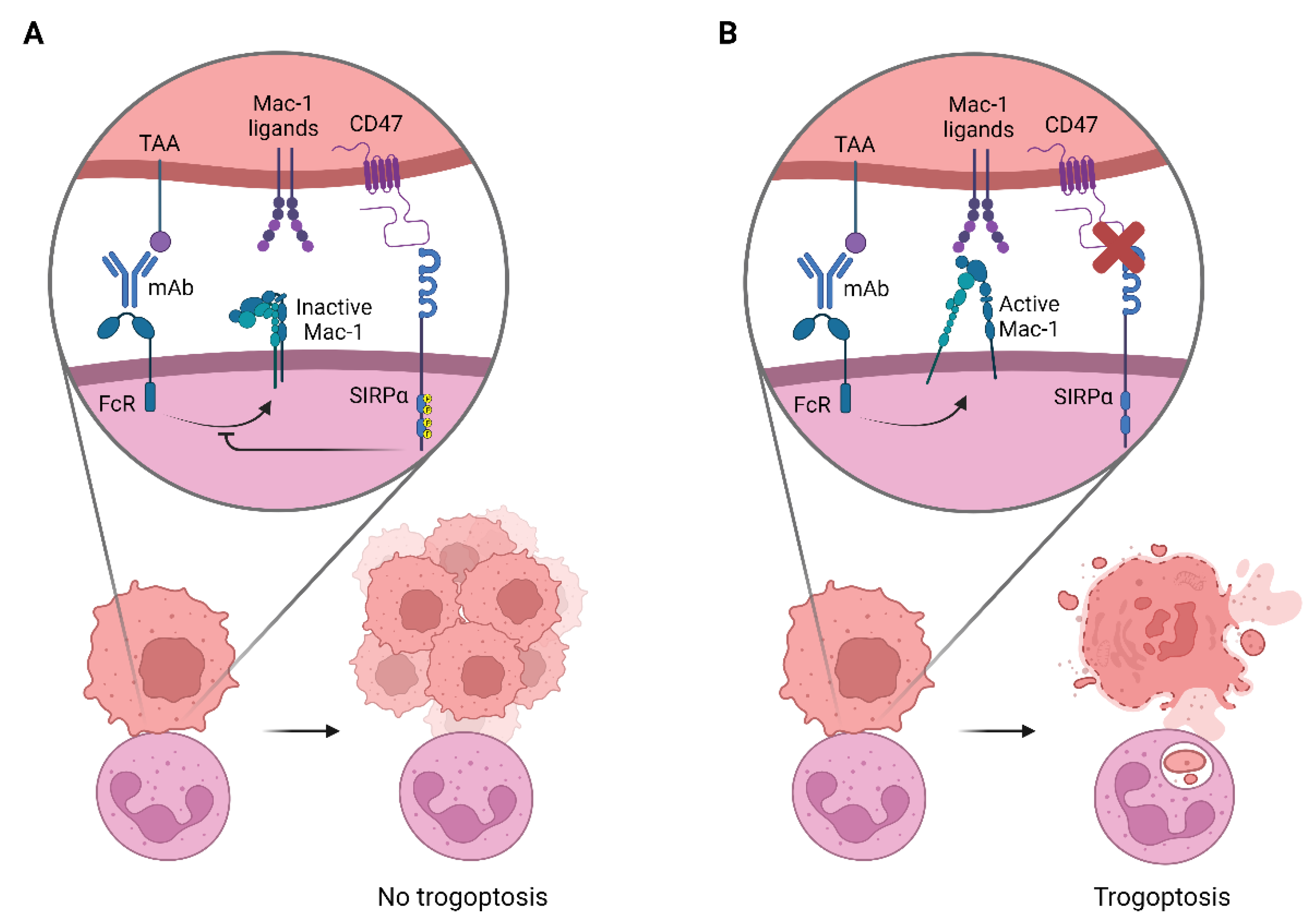 Cancers 14 03366 g003