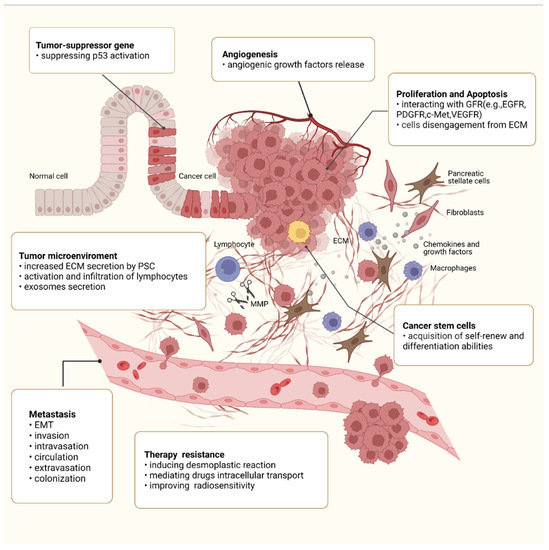 Cell-Type-Specific ROS–AKT/mTOR–Autophagy Interplay—Should