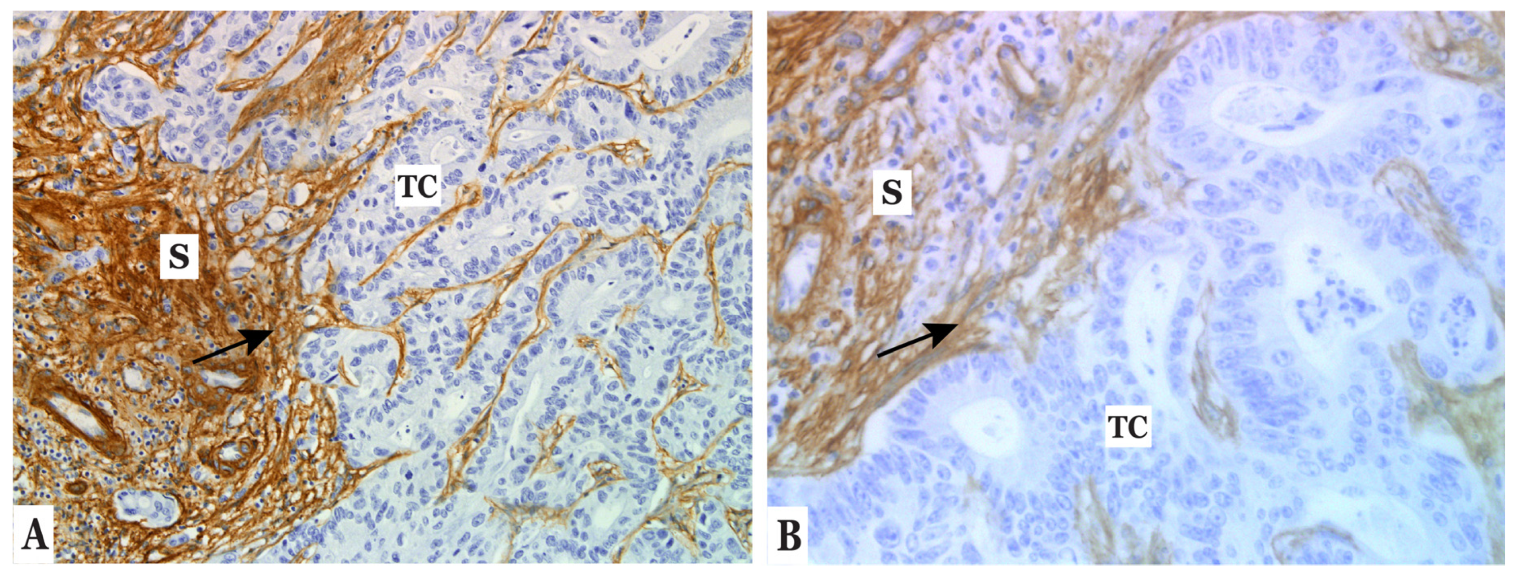 Cancers 14 03396 g001 Cancers 14 03396 g001