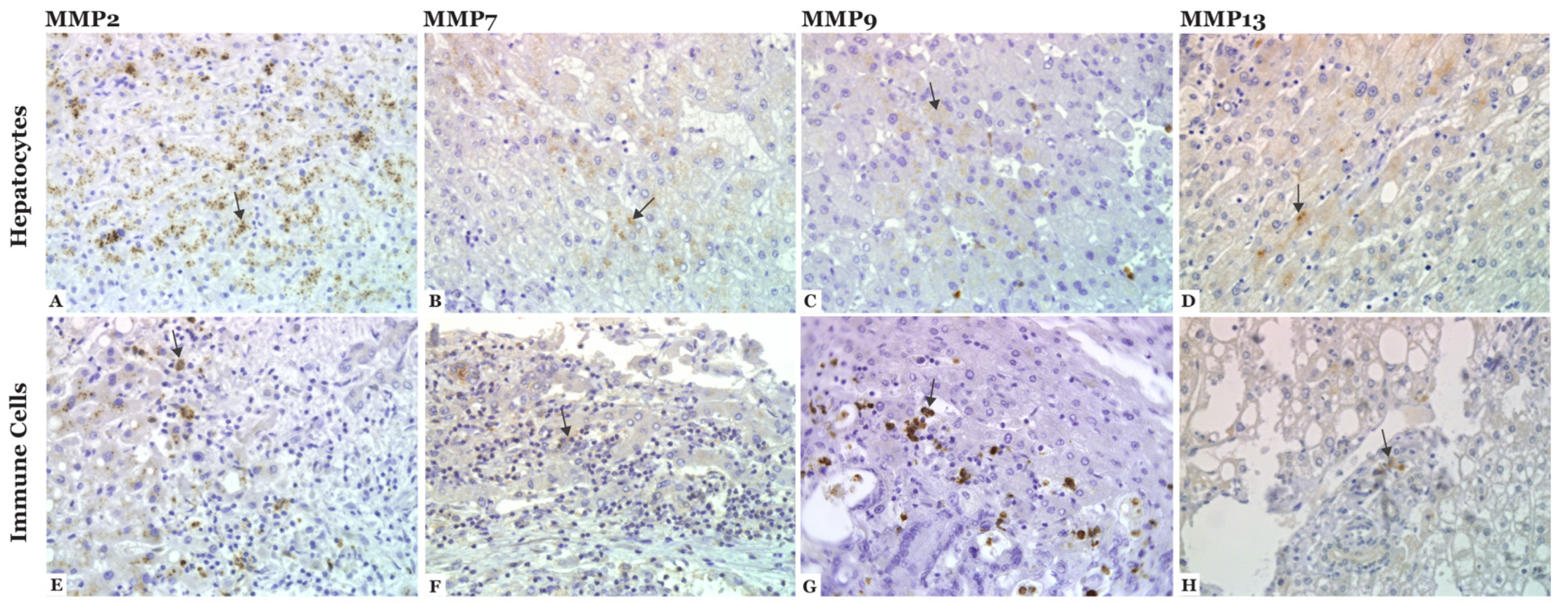 Cancers 14 03396 g003 Cancers 14 03396 g003