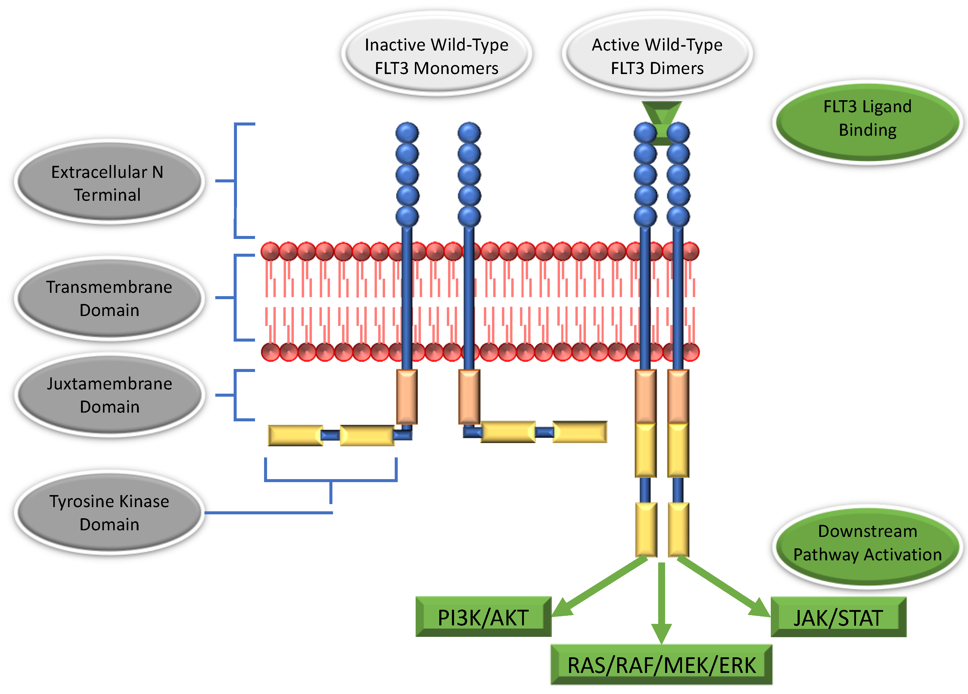 Cancers 14 03398 g001 550