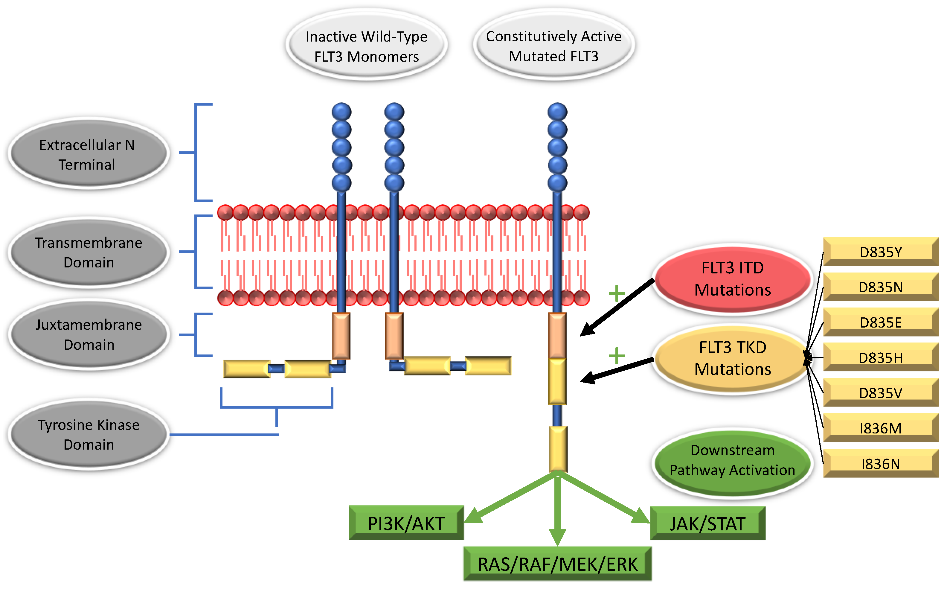 Cancers 14 03398 g002 550