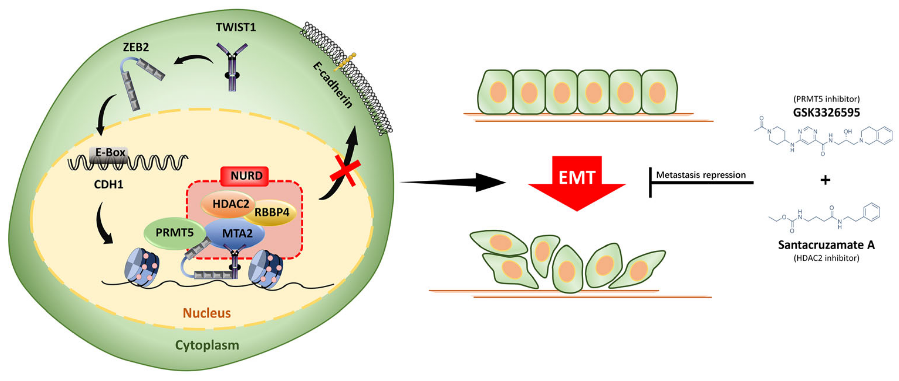 Cancers 14 03426 g007