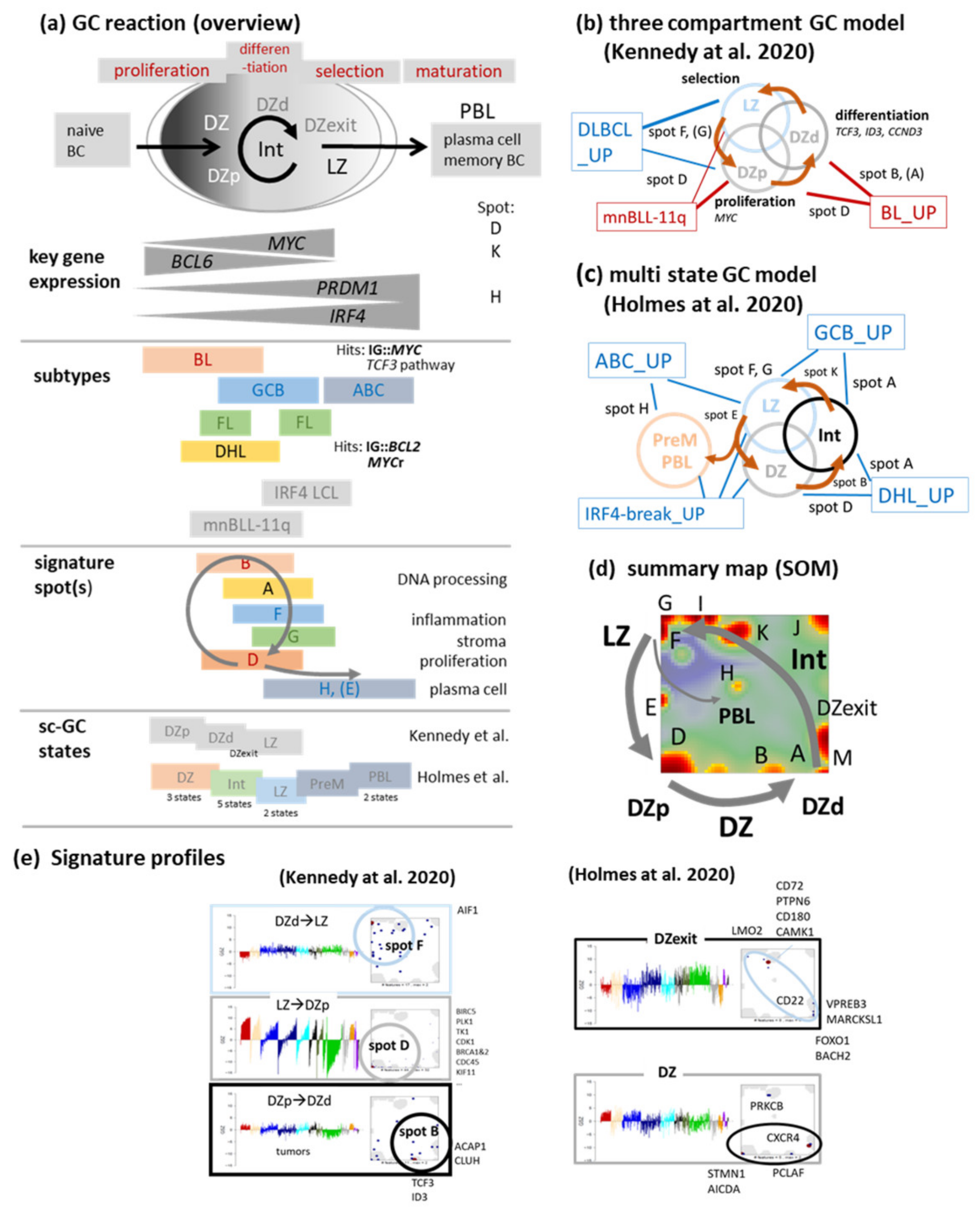 Cancers 14 03434 g002 550
