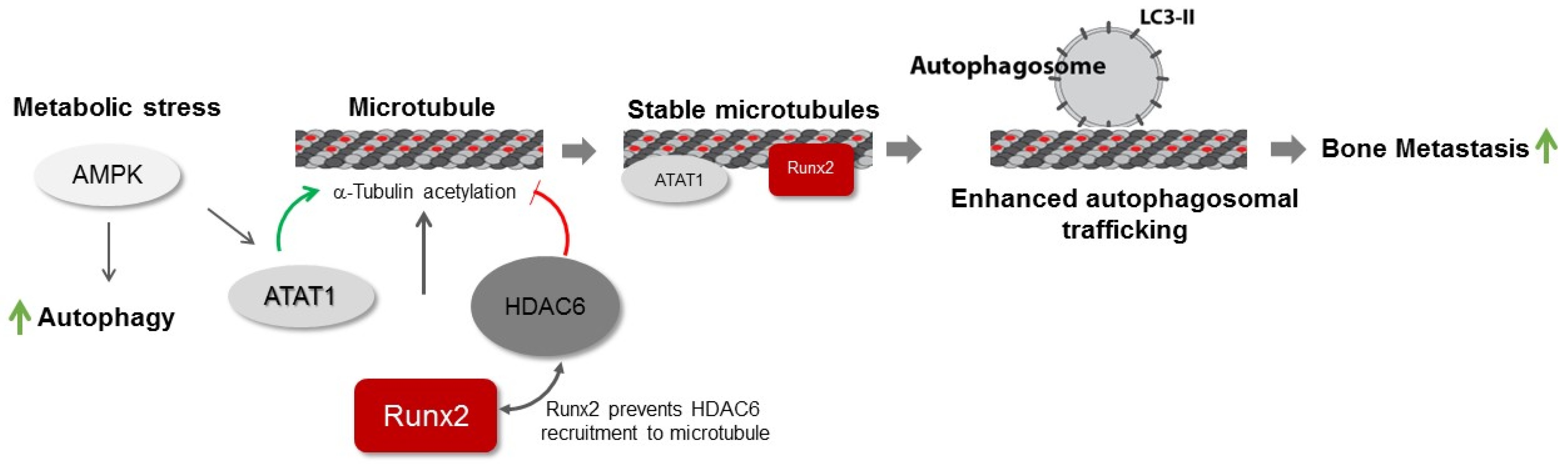 Cancers 14 03436 g008