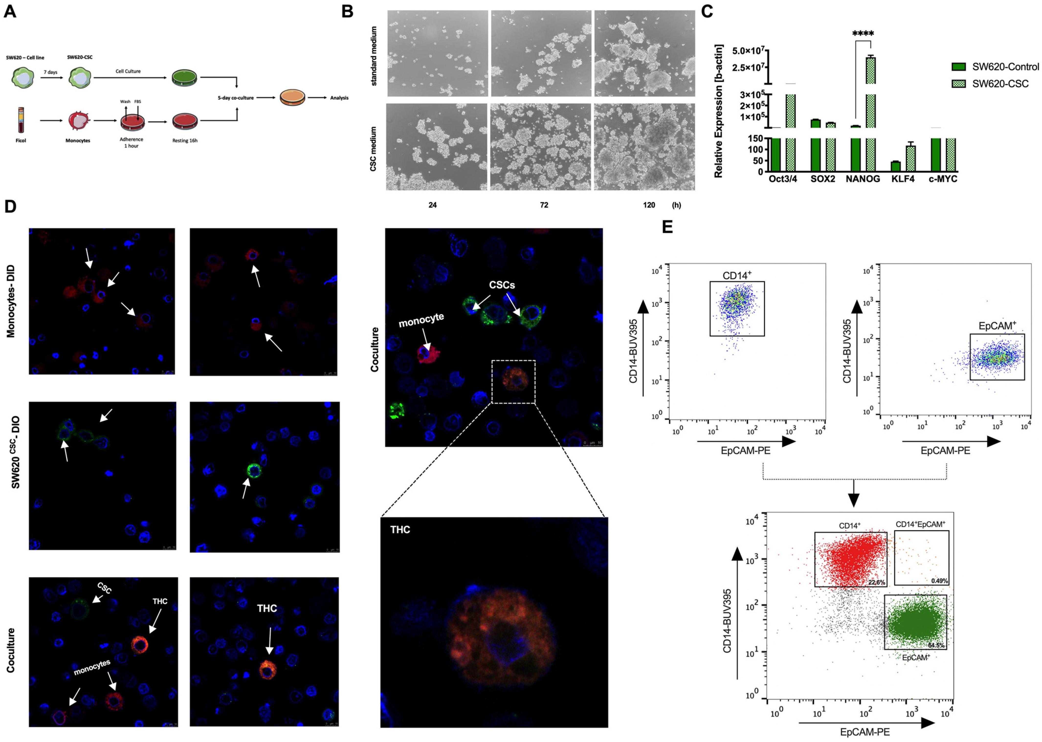 Cancers | Free Full-Text | Colorectal Cancer Stem Cells Fuse with Monocytes  to Form Tumour Hybrid Cells with the Ability to Migrate and Evade the  Immune System