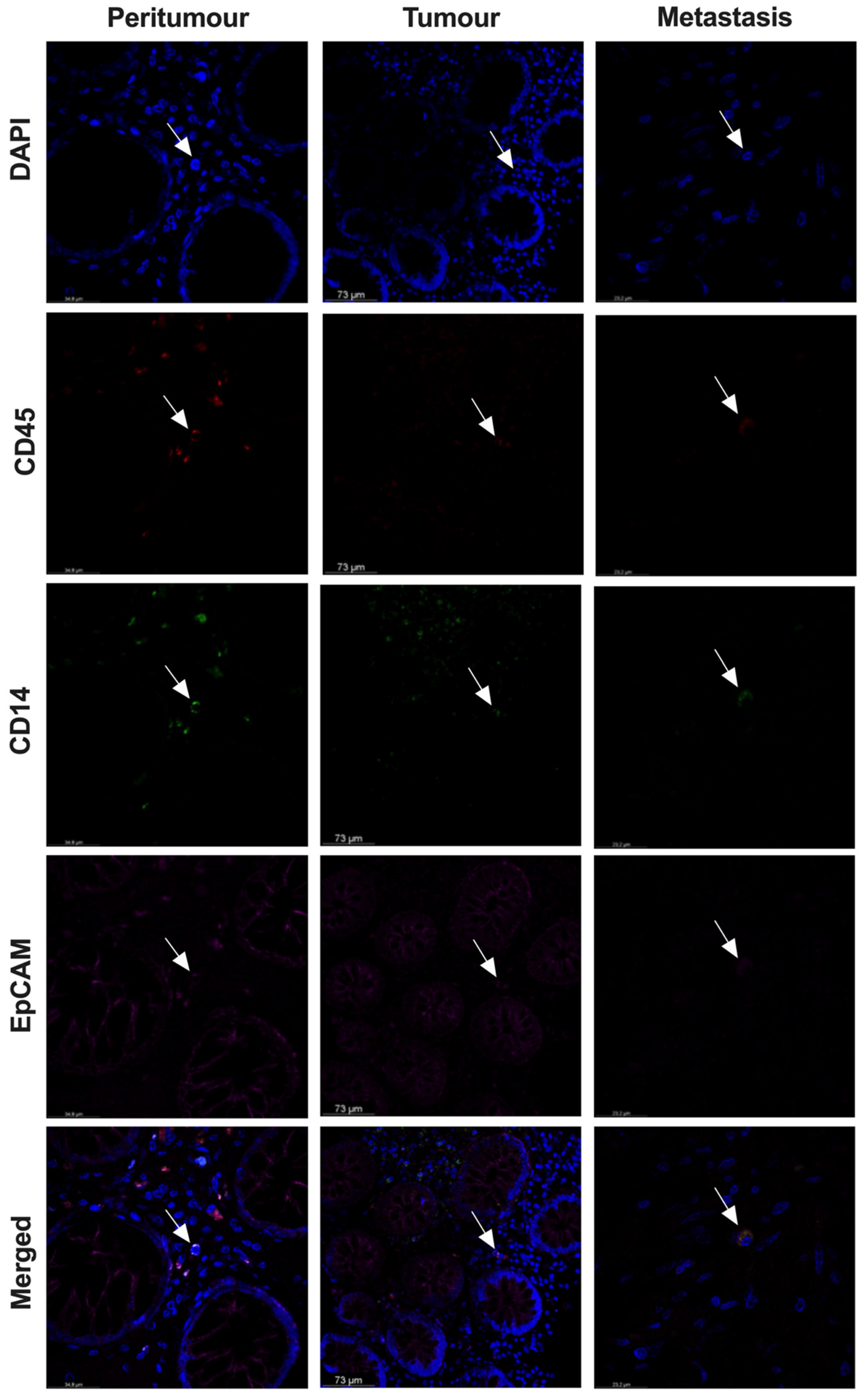 Cancers 14 03445 g007