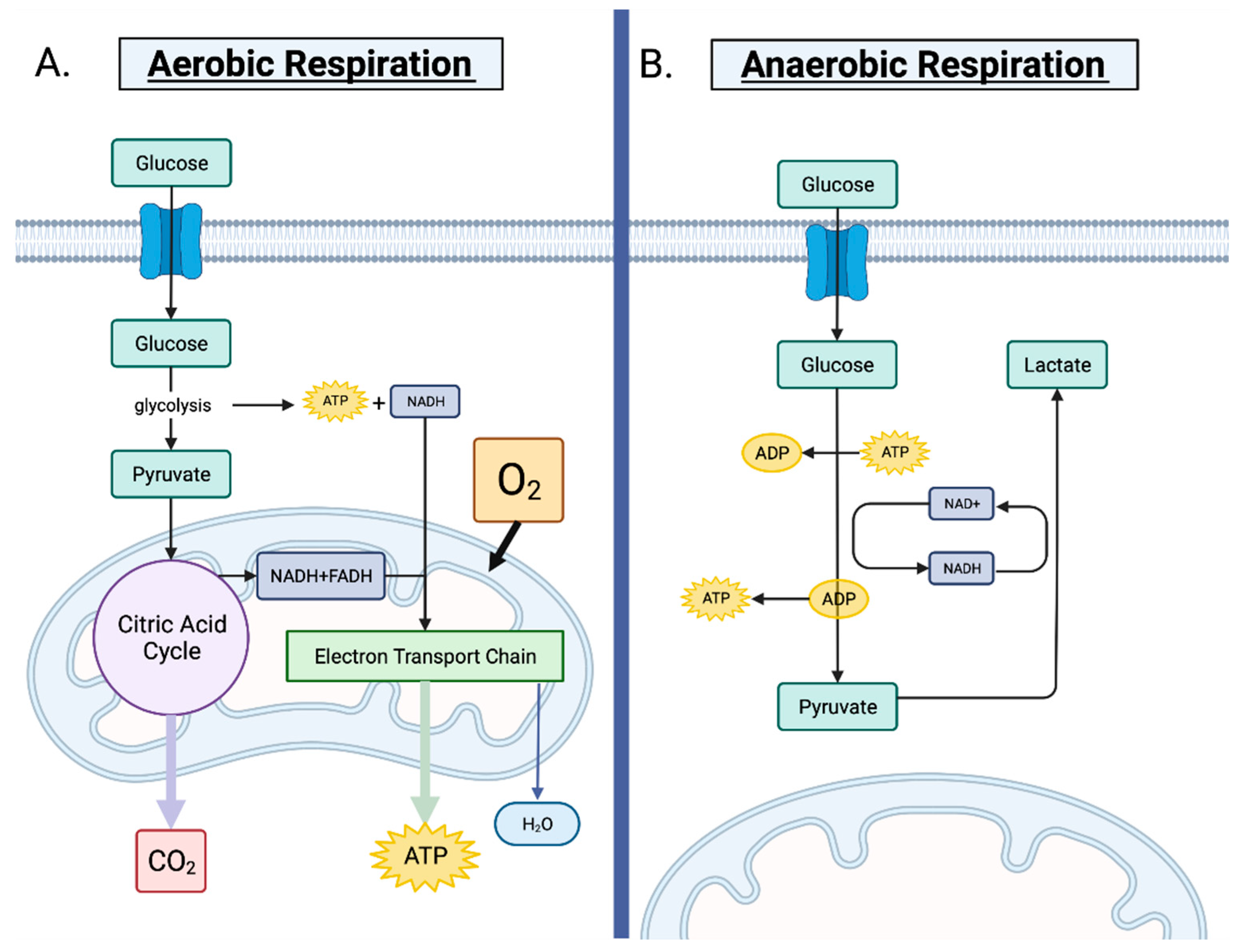 Cancers 14 03500 g001 Cancers 14 03500 g001