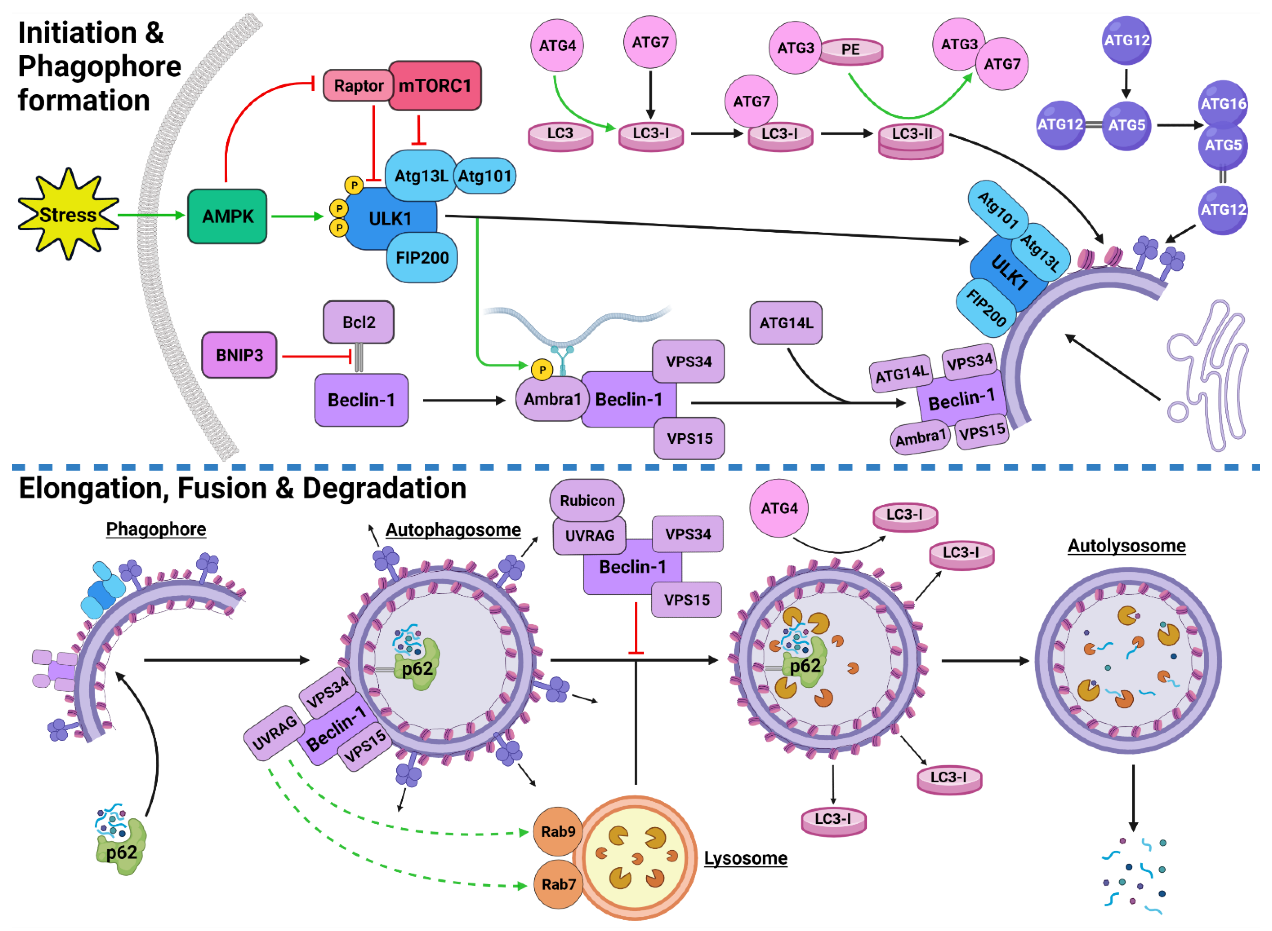 Autophagy: A Key Player in Pancreatic Cancer Progression and