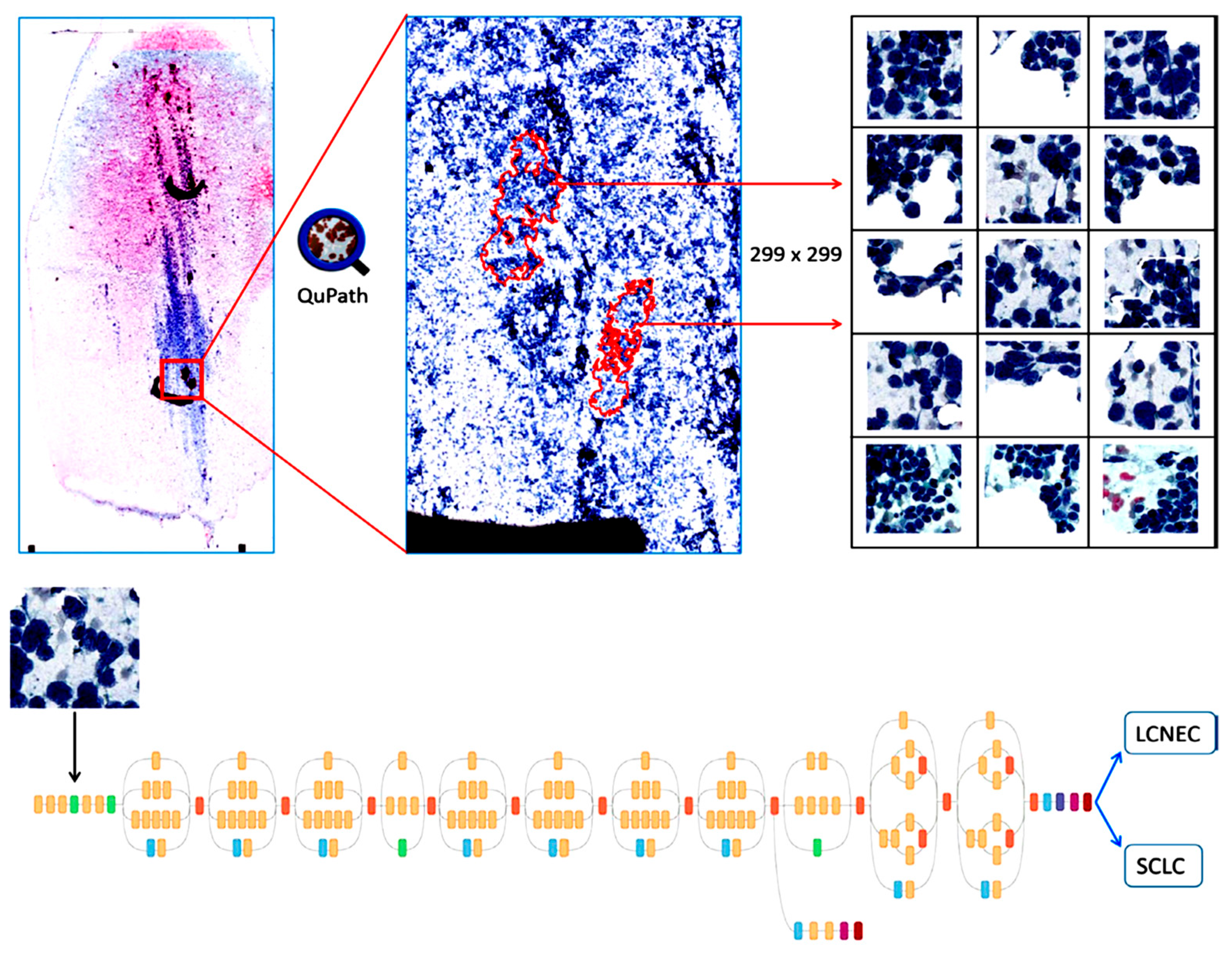 Cancers 14 03529 g010