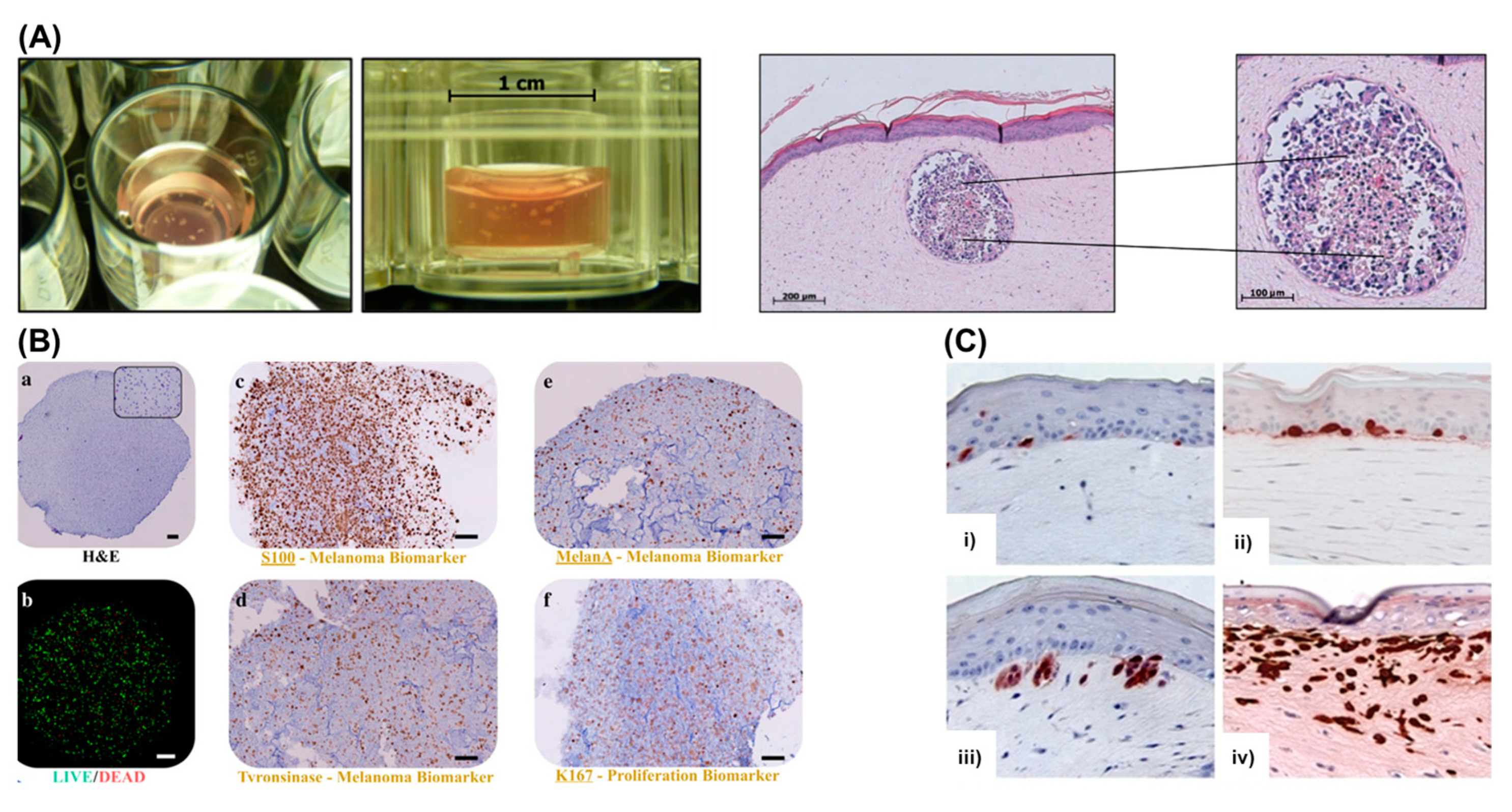 Cancers 14 03535 g003