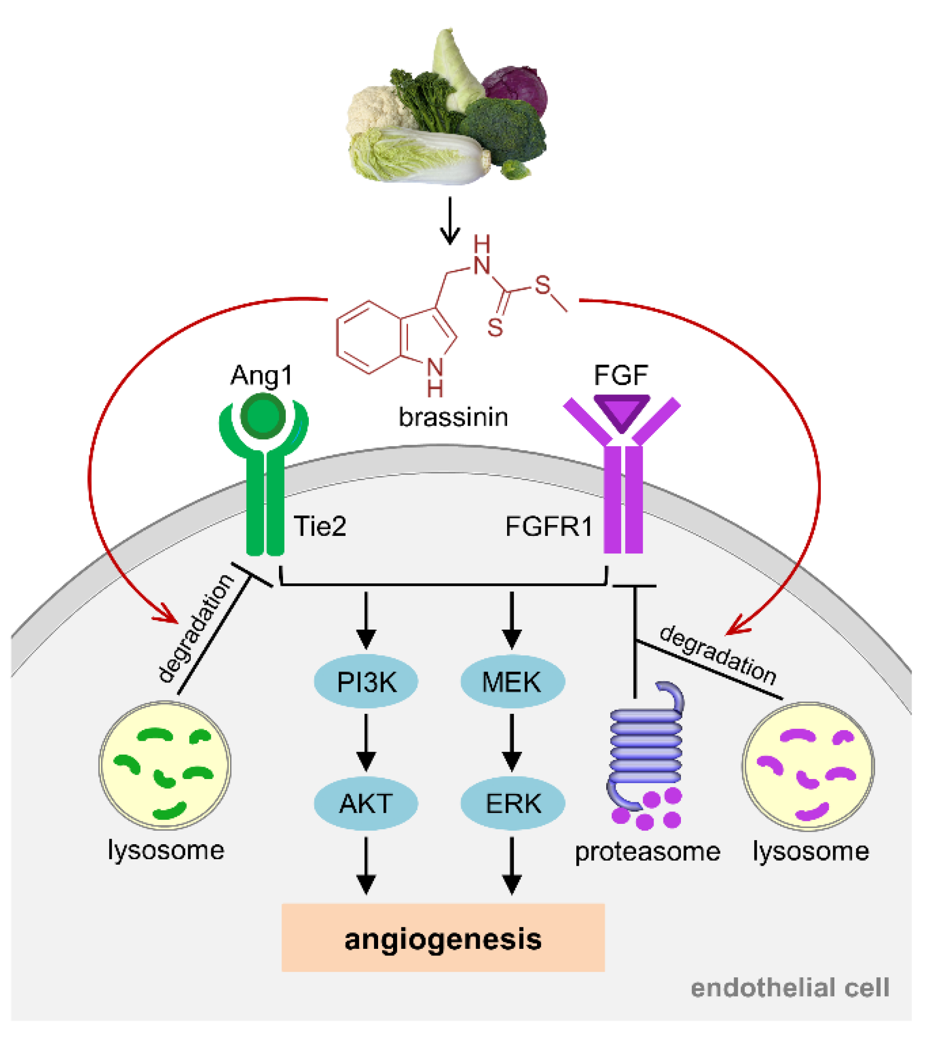 Cancers 14 03540 g007