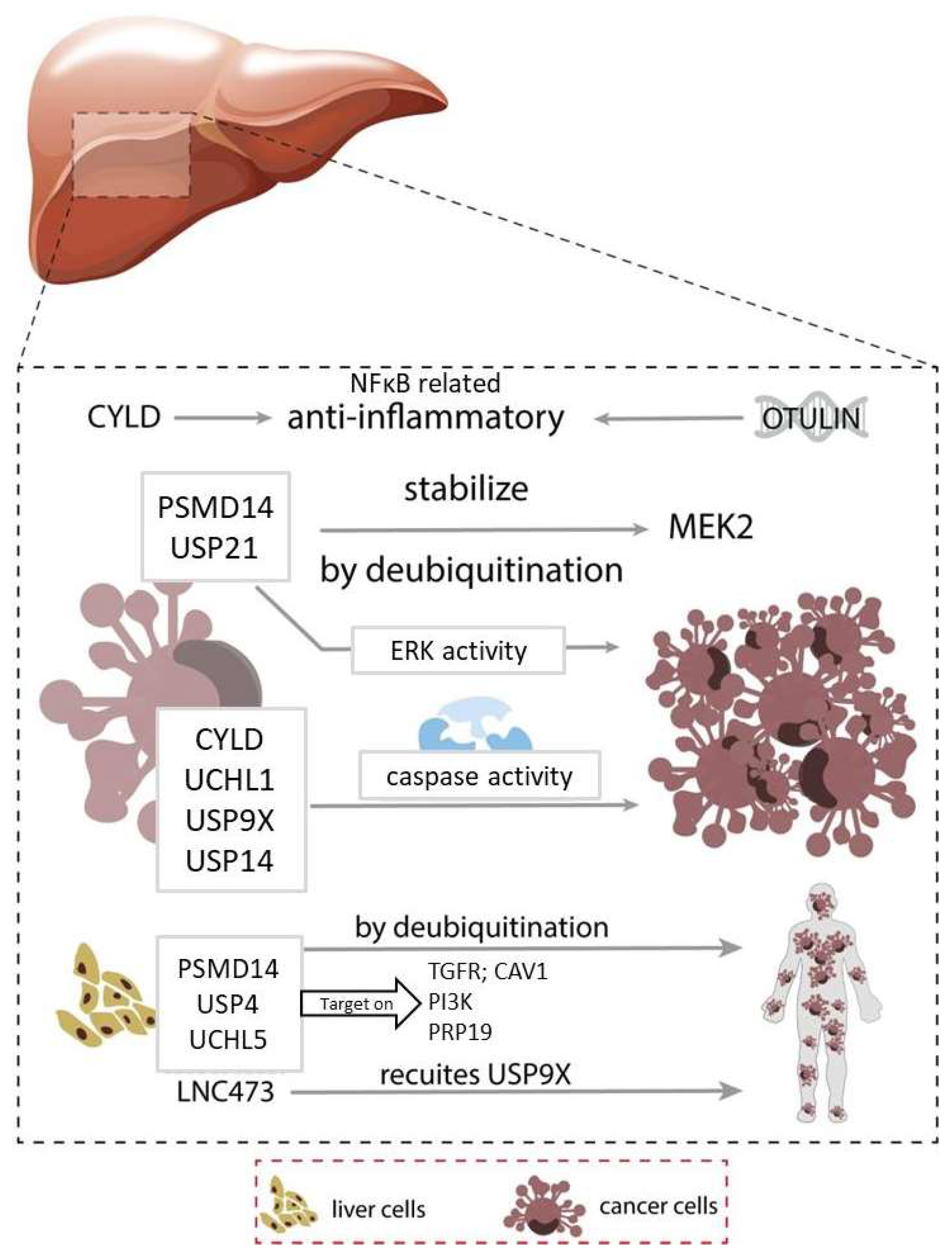 Cancers 14 03547 g002