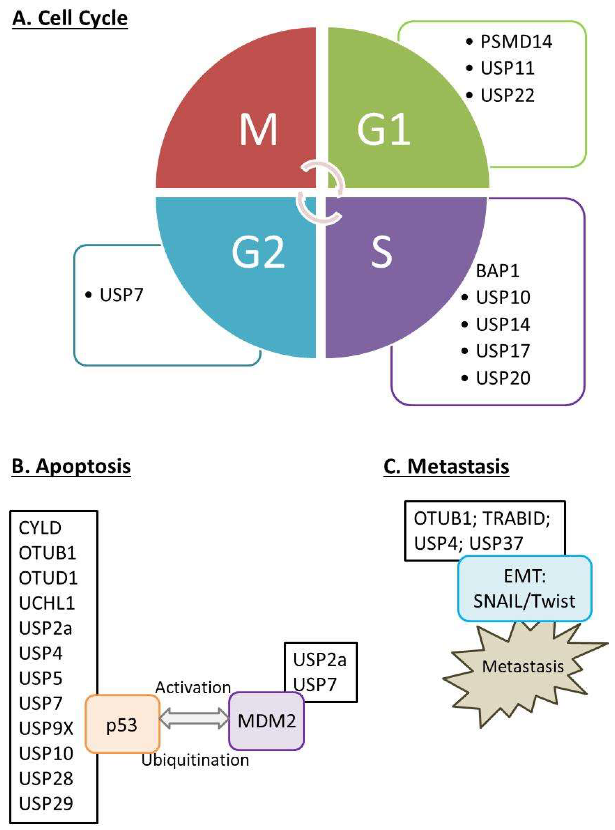 Cancers 14 03547 g005