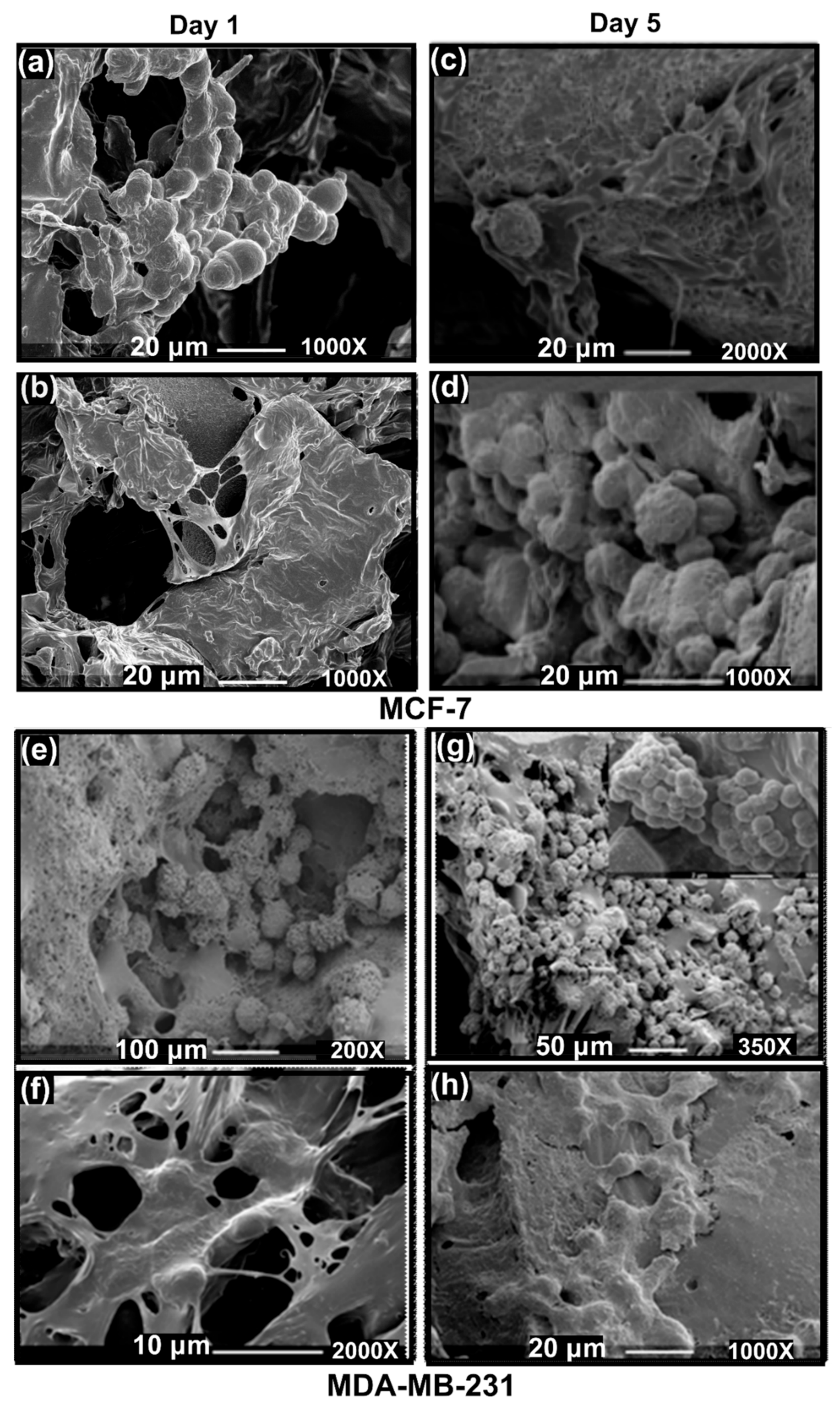 Cancers 14 03549 g002