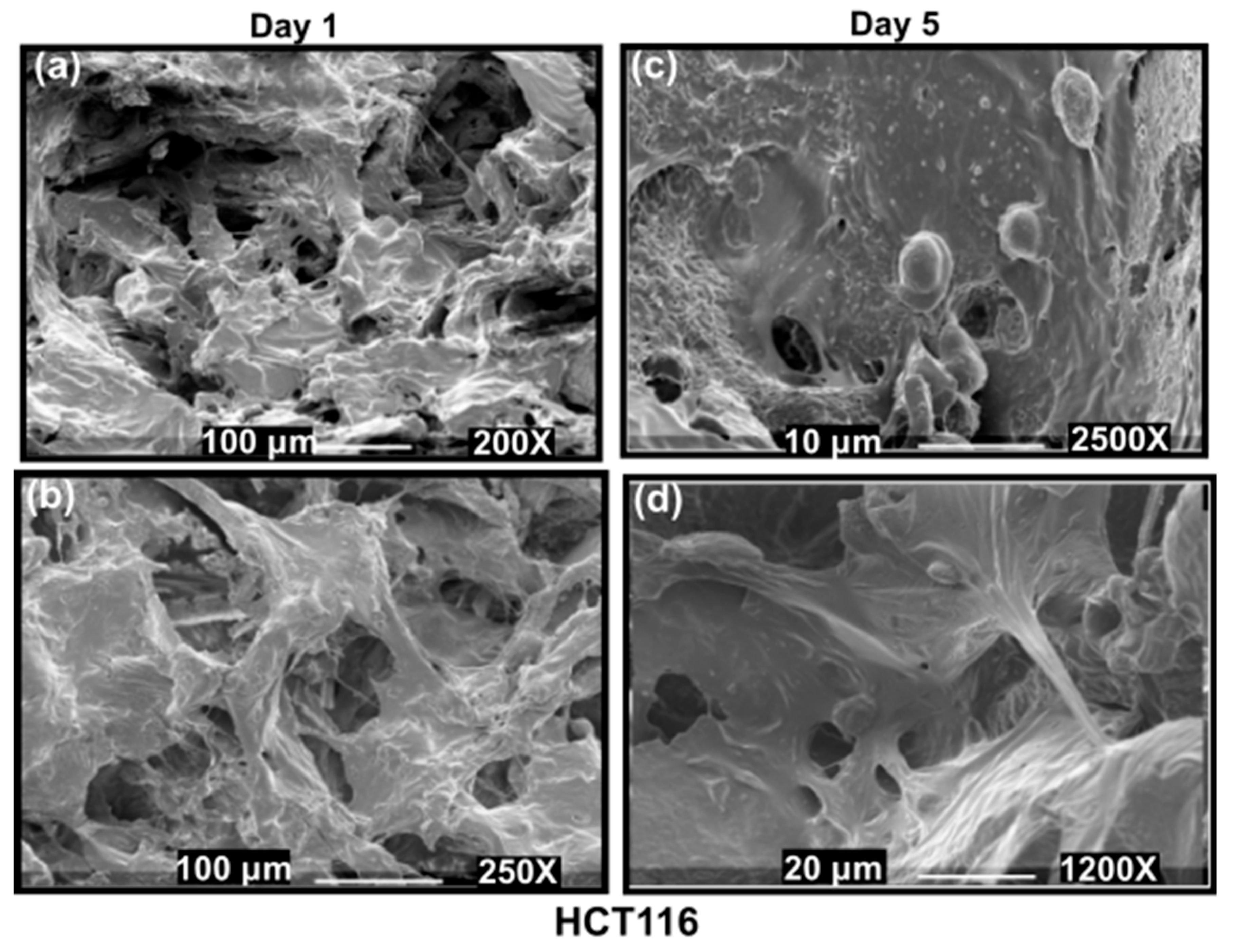 Cancers 14 03549 g003