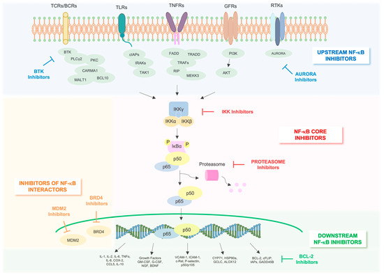NF-κB: A Druggable Target in Acute Myeloid Leukemia