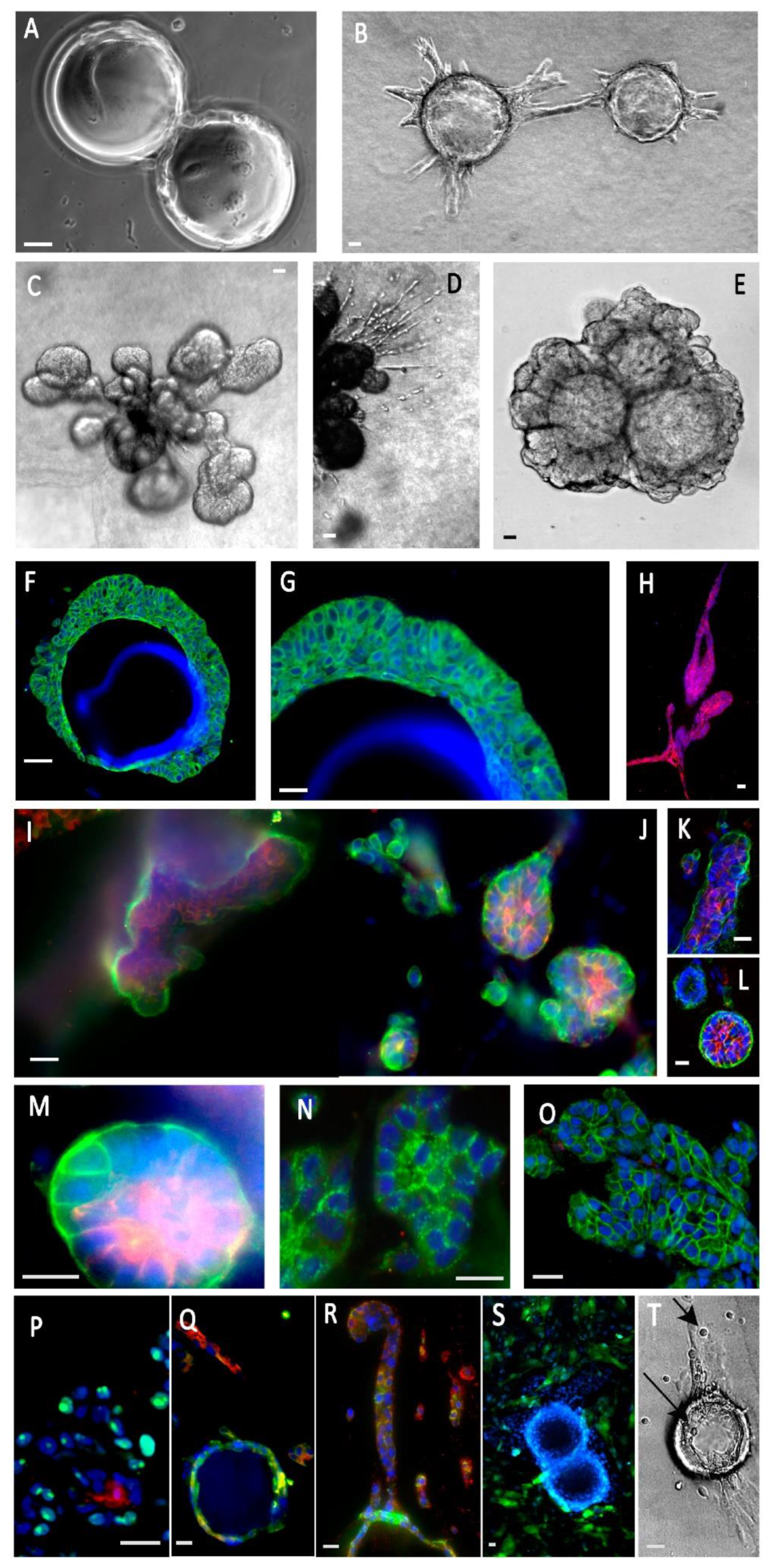 Cancers 14 03559 g003