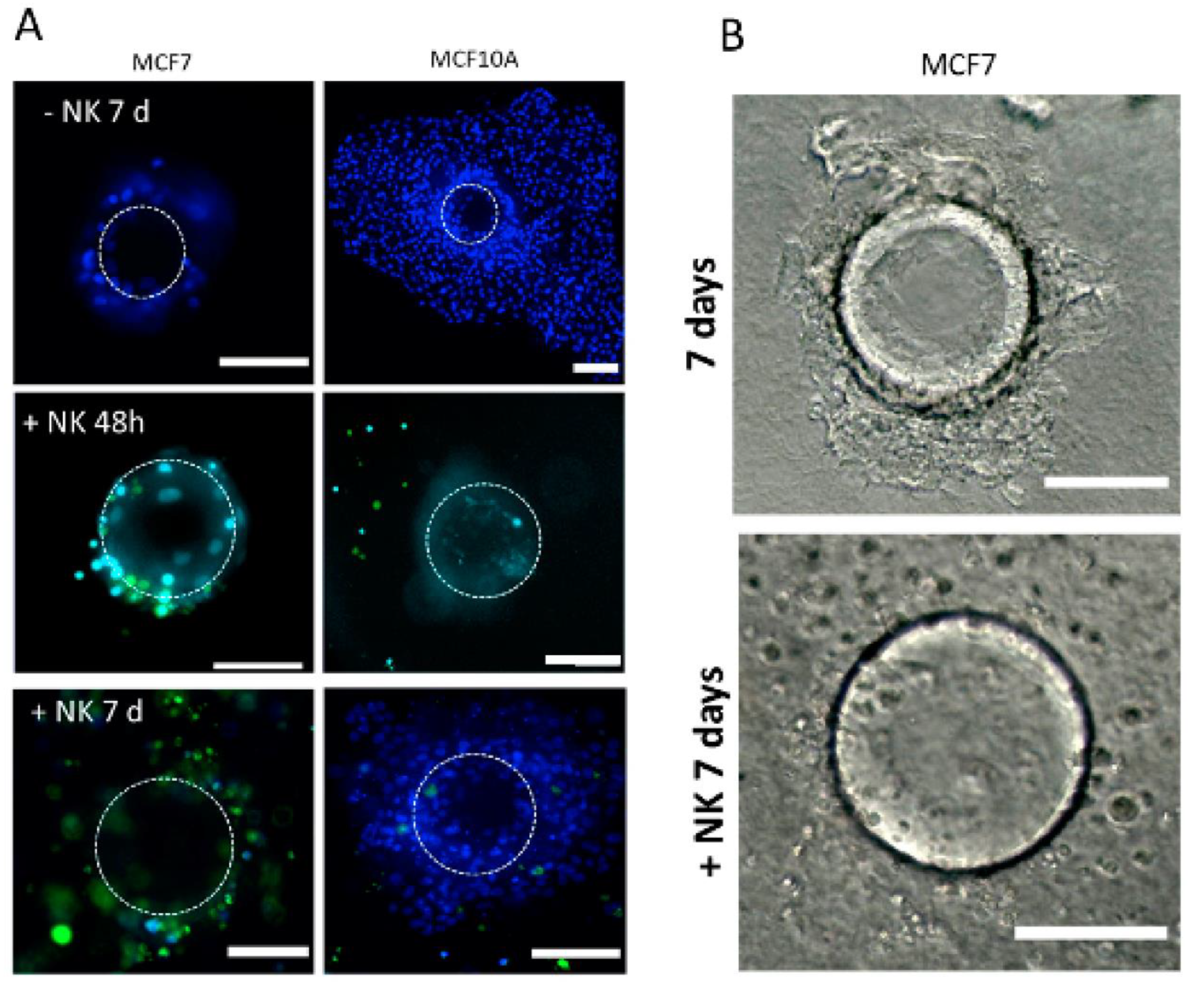 Cancers 14 03559 g006a