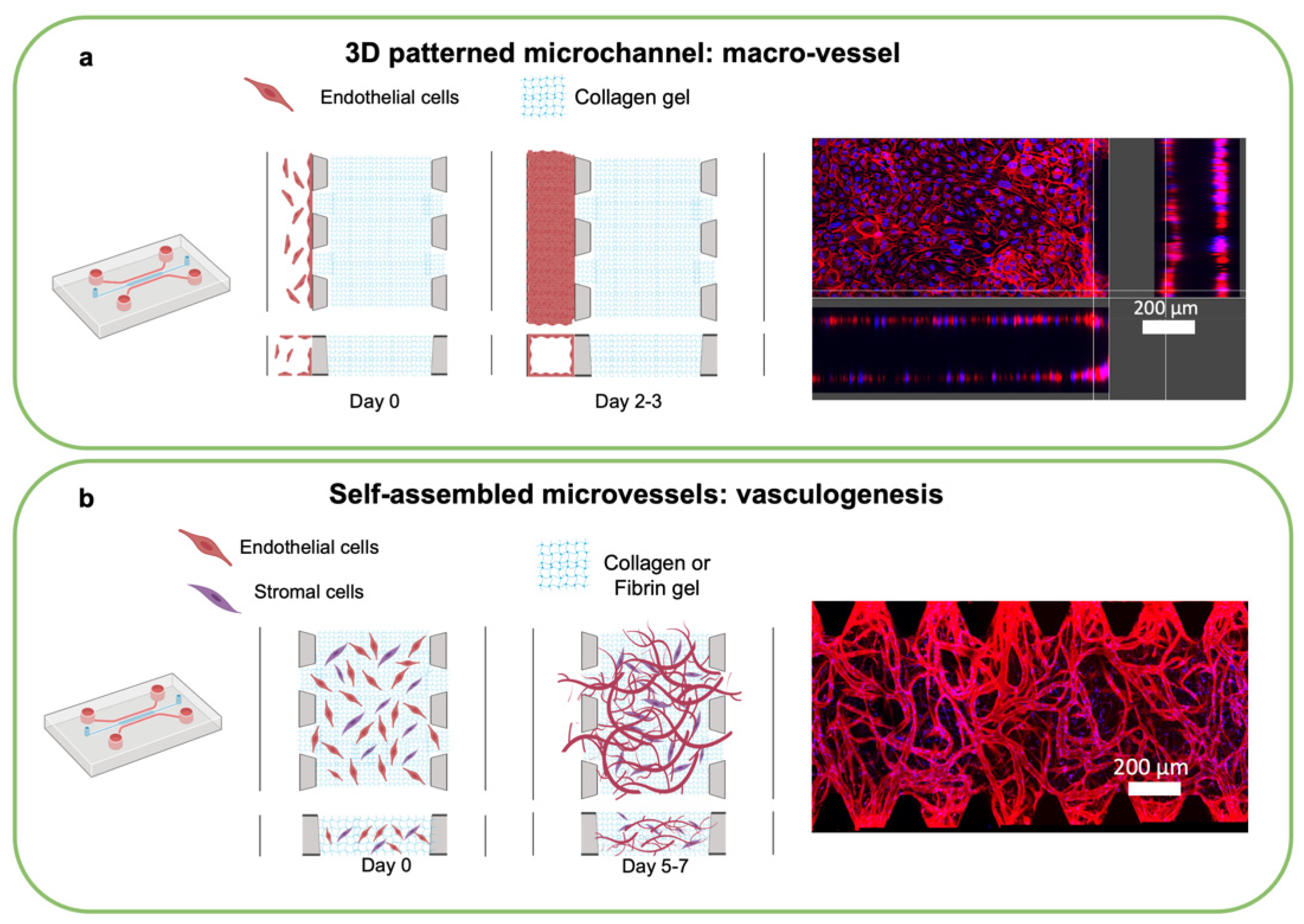 Cancers 14 03561 g005