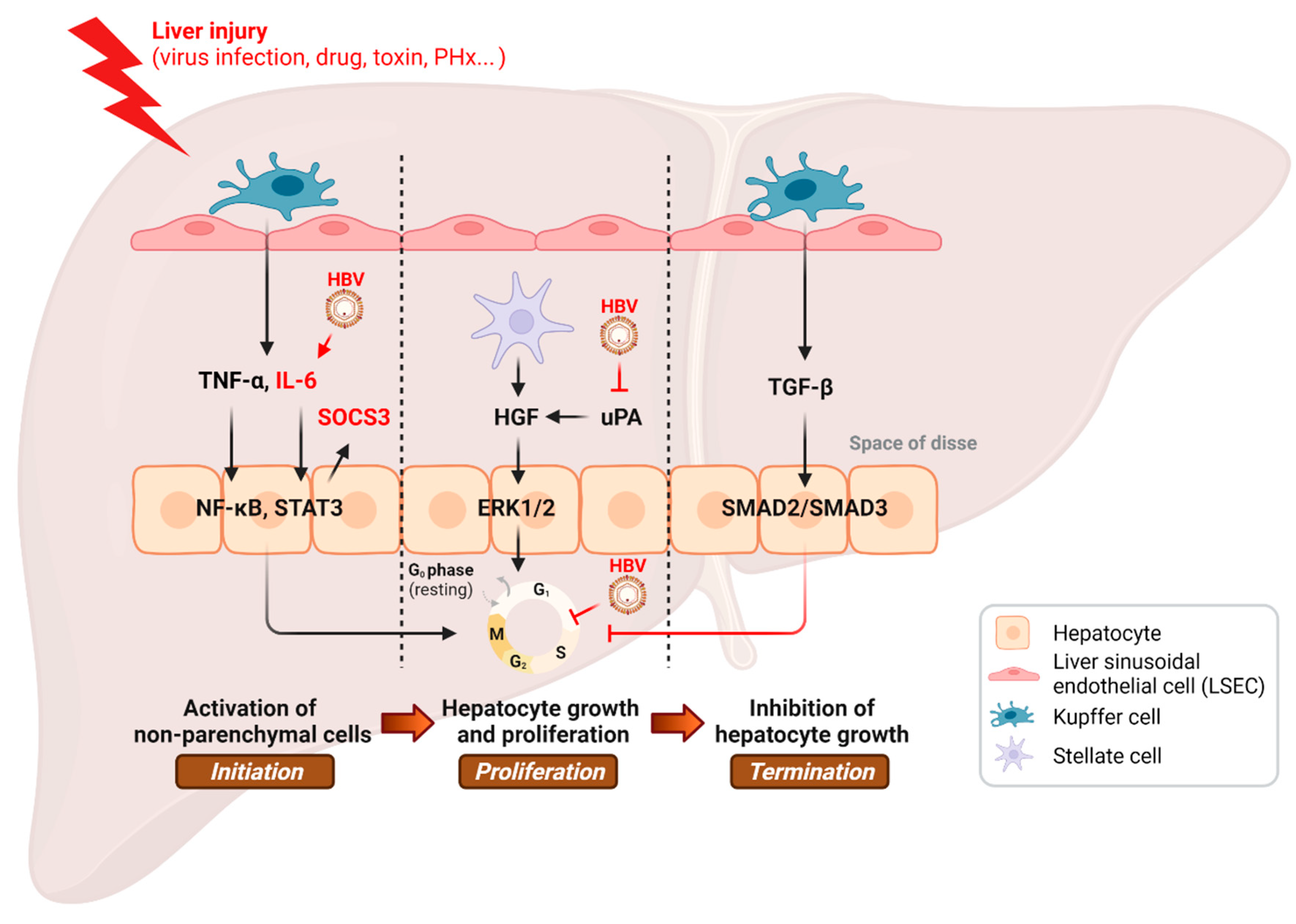 Cancers 14 03566 g001 Cancers 14 03566 g001