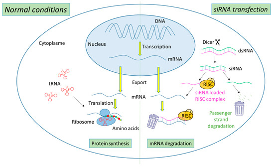 Cancers 14 03597 g001 550
