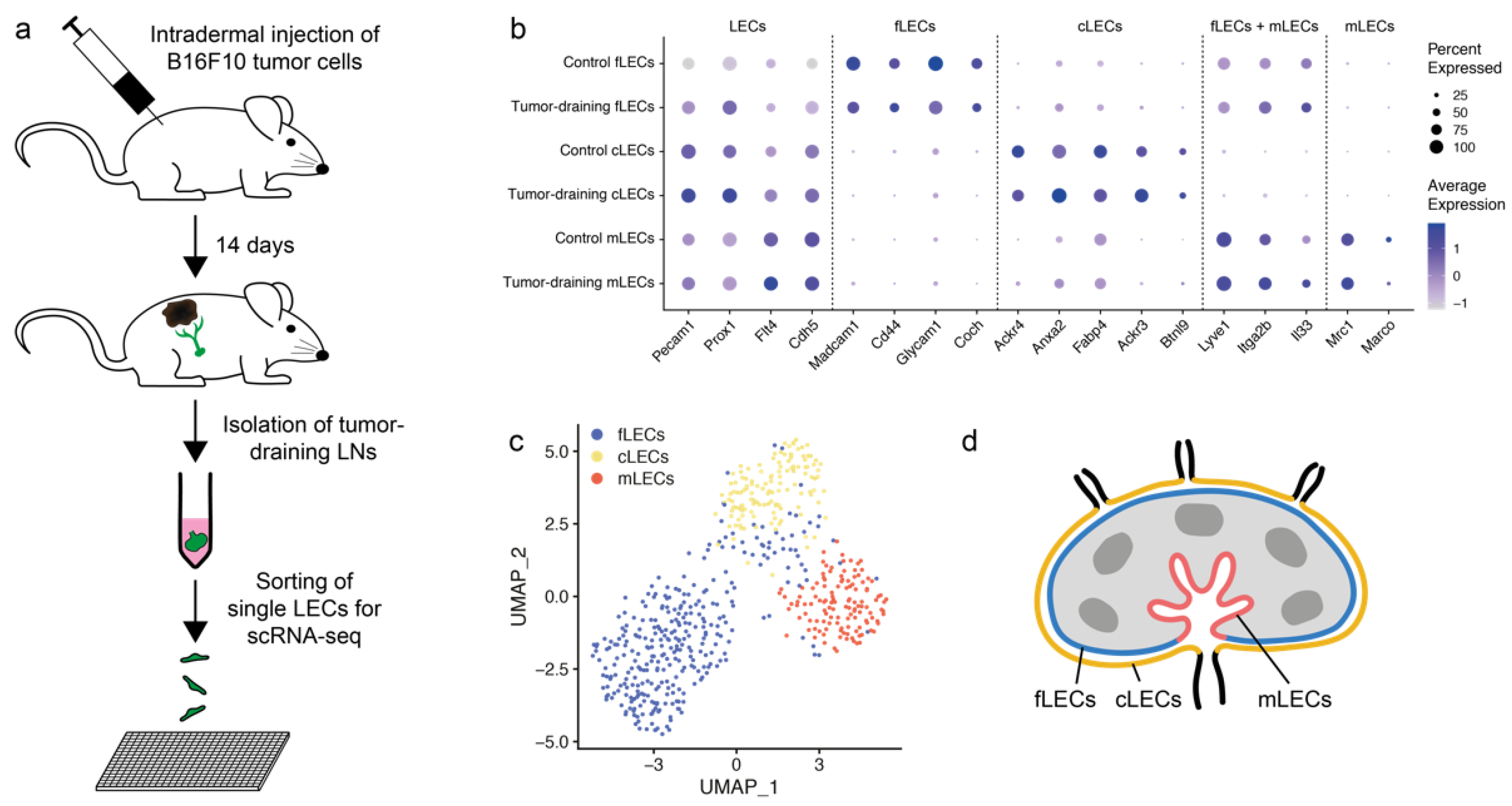 Cancers 14 03602 g001