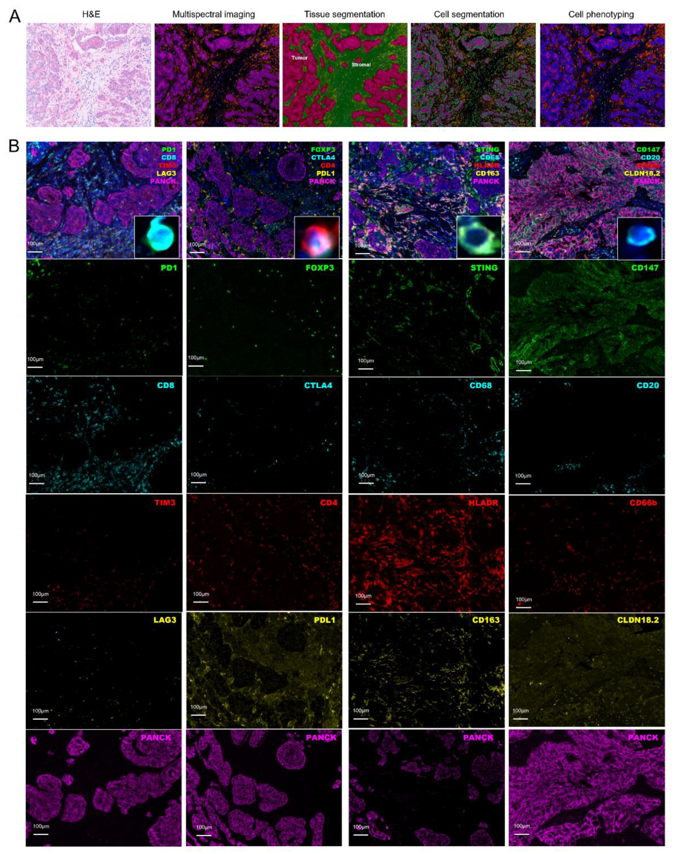 Cancers 14 03608 g001