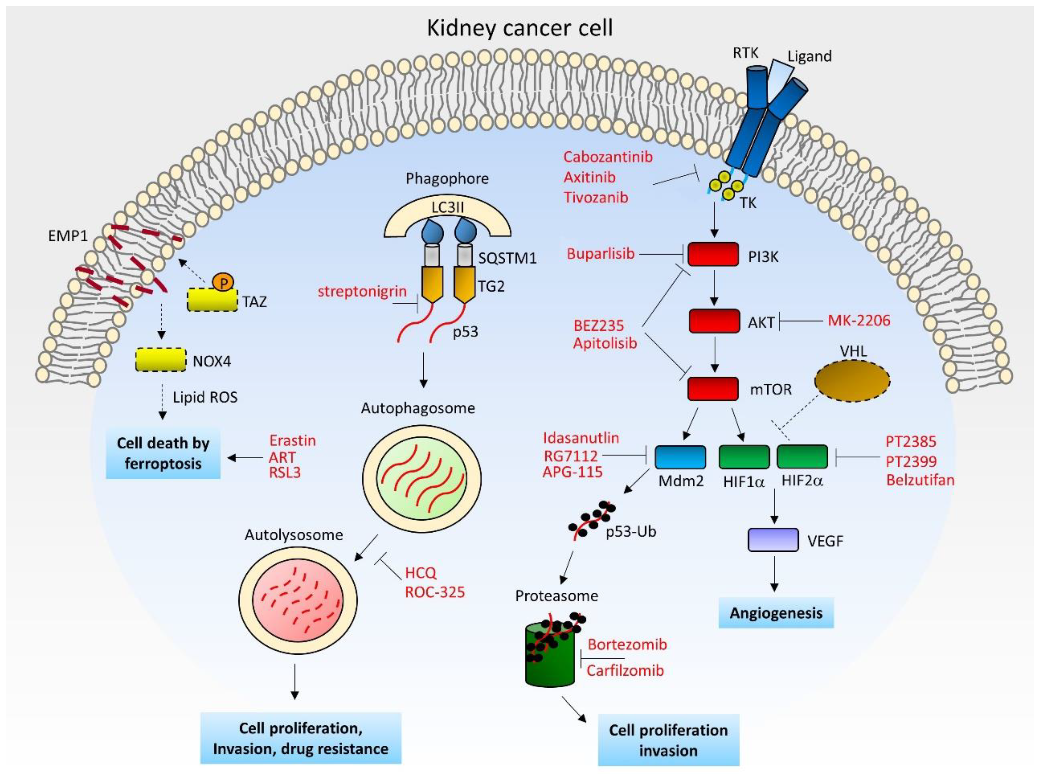 Cancers 14 03616 g001 Cancers 14 03616 g001