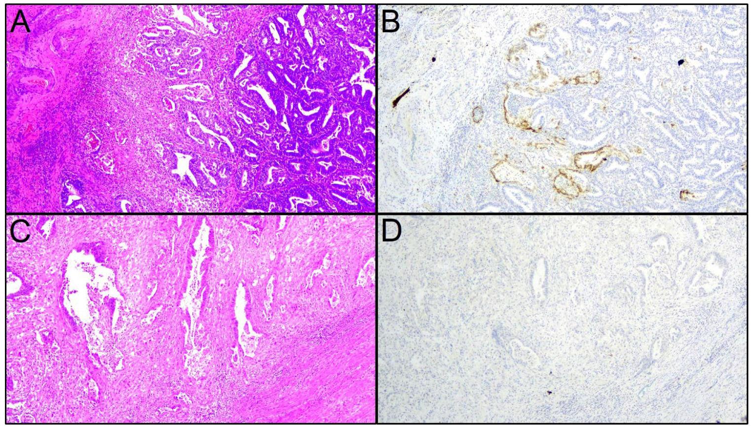 Cancers 14 03635 g001