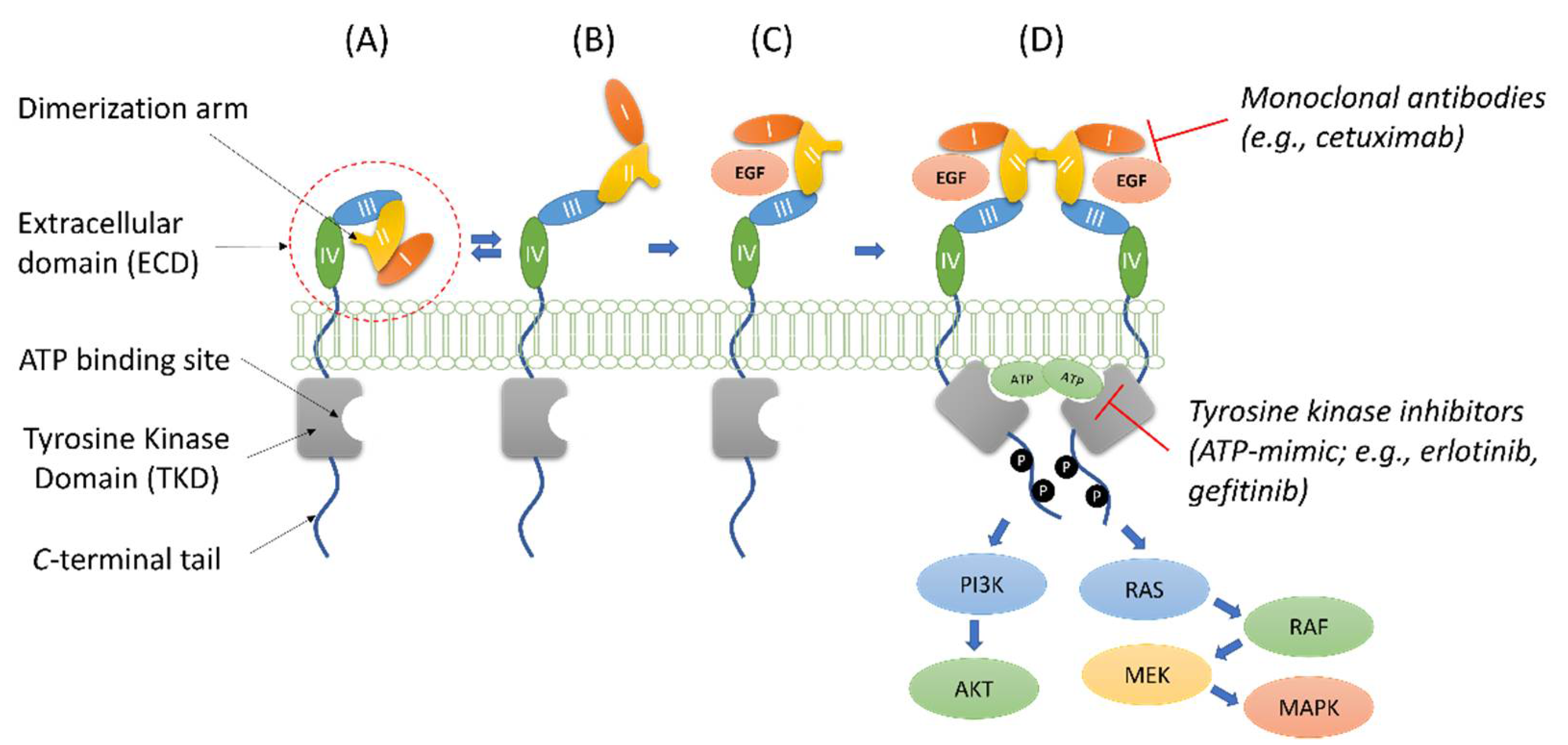 Cancers 14 03647 g001 Cancers 14 03647 g001
