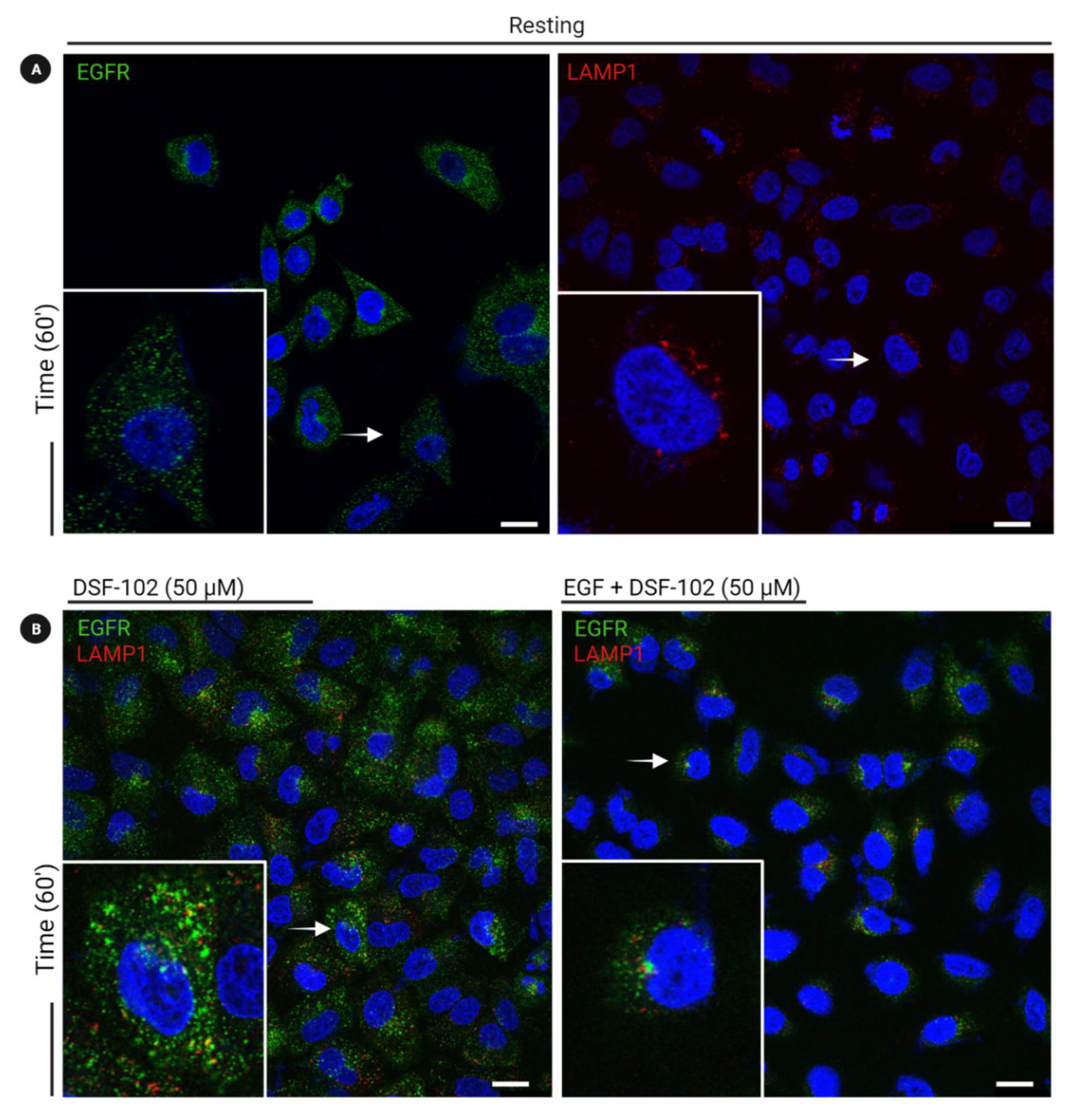Cancers 14 03647 g008 Cancers 14 03647 g008