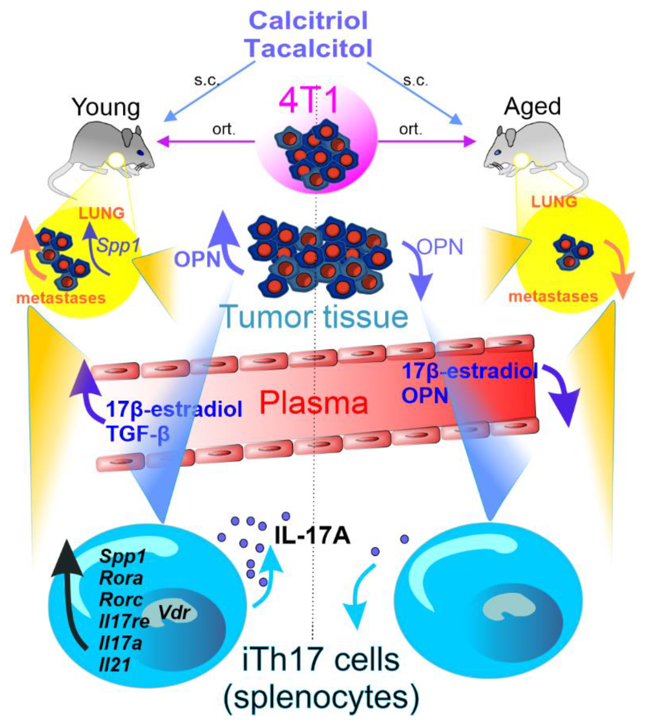 Cancers 14 03649 g007 Cancers 14 03649 g007