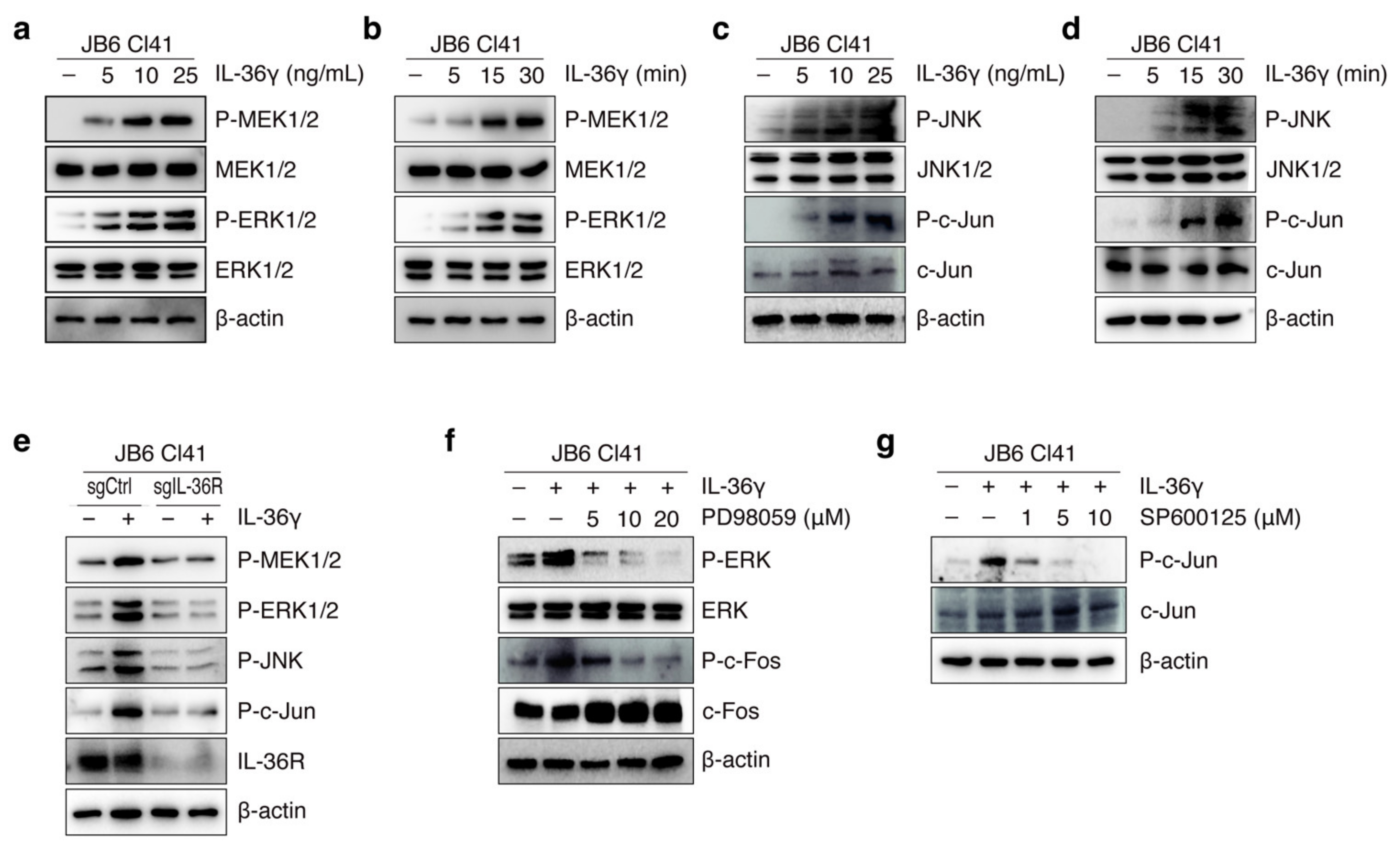 Cancers 14 03654 g002 Cancers 14 03654 g002