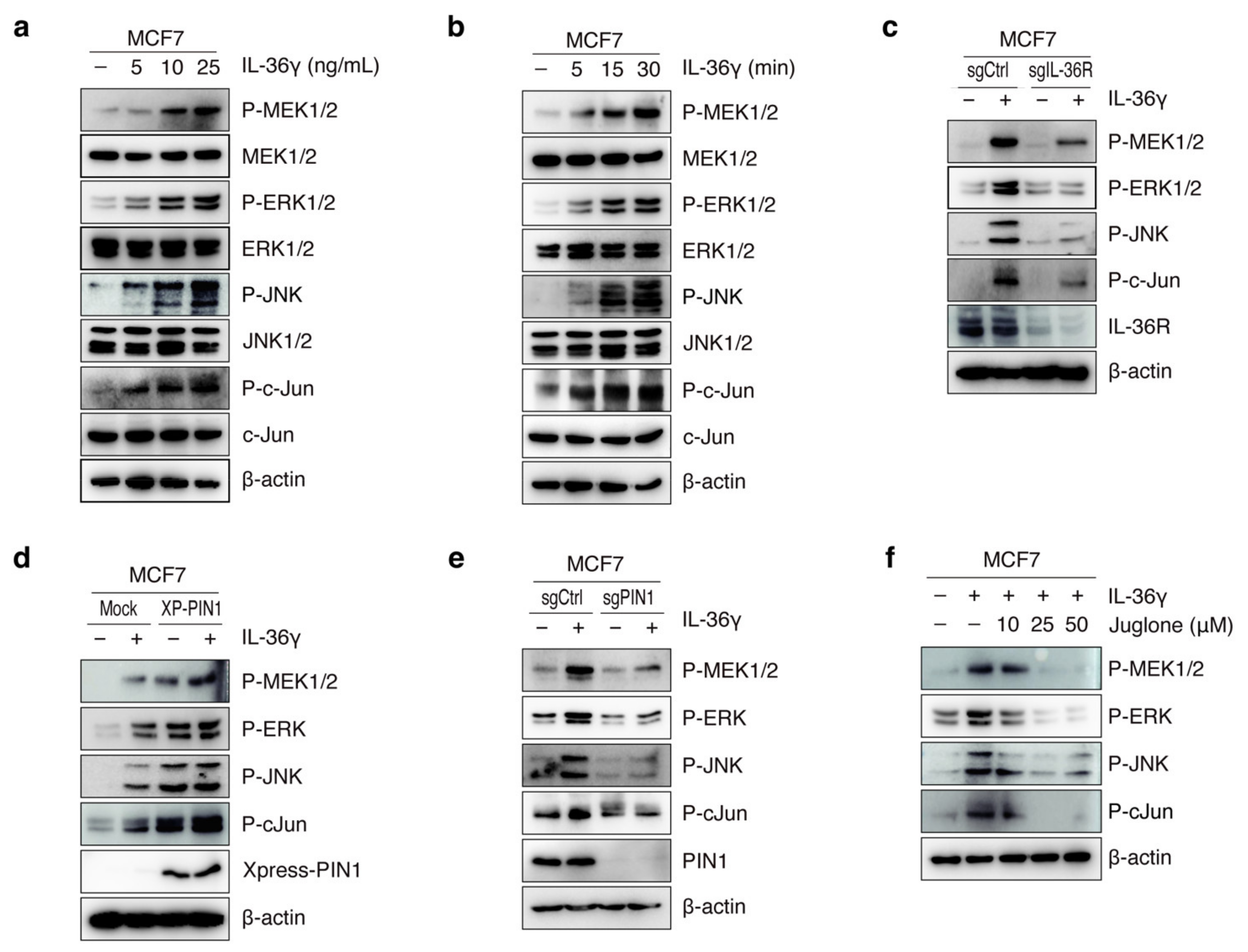 Cancers 14 03654 g004 Cancers 14 03654 g004