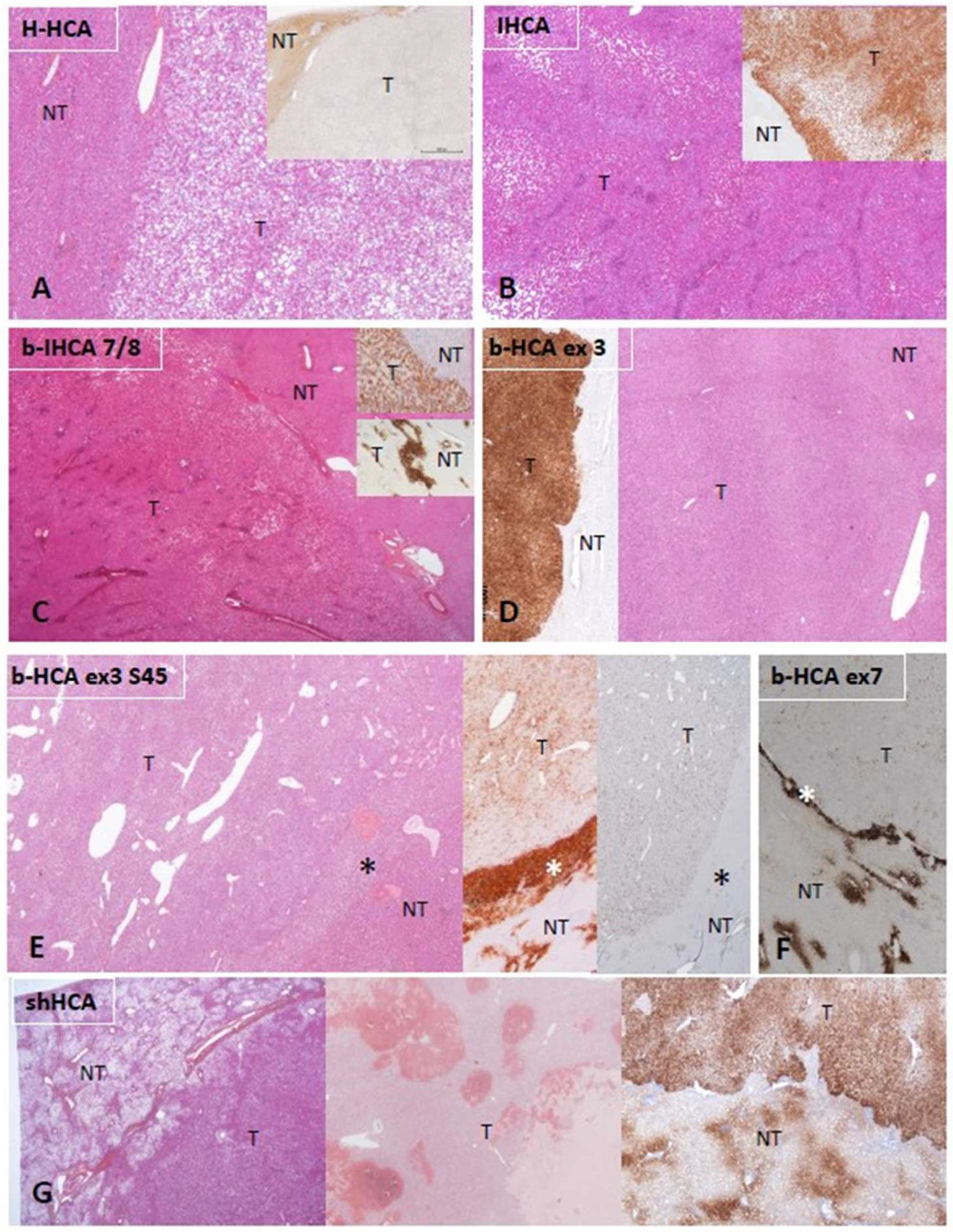 Cancers 14 03670 g001 550