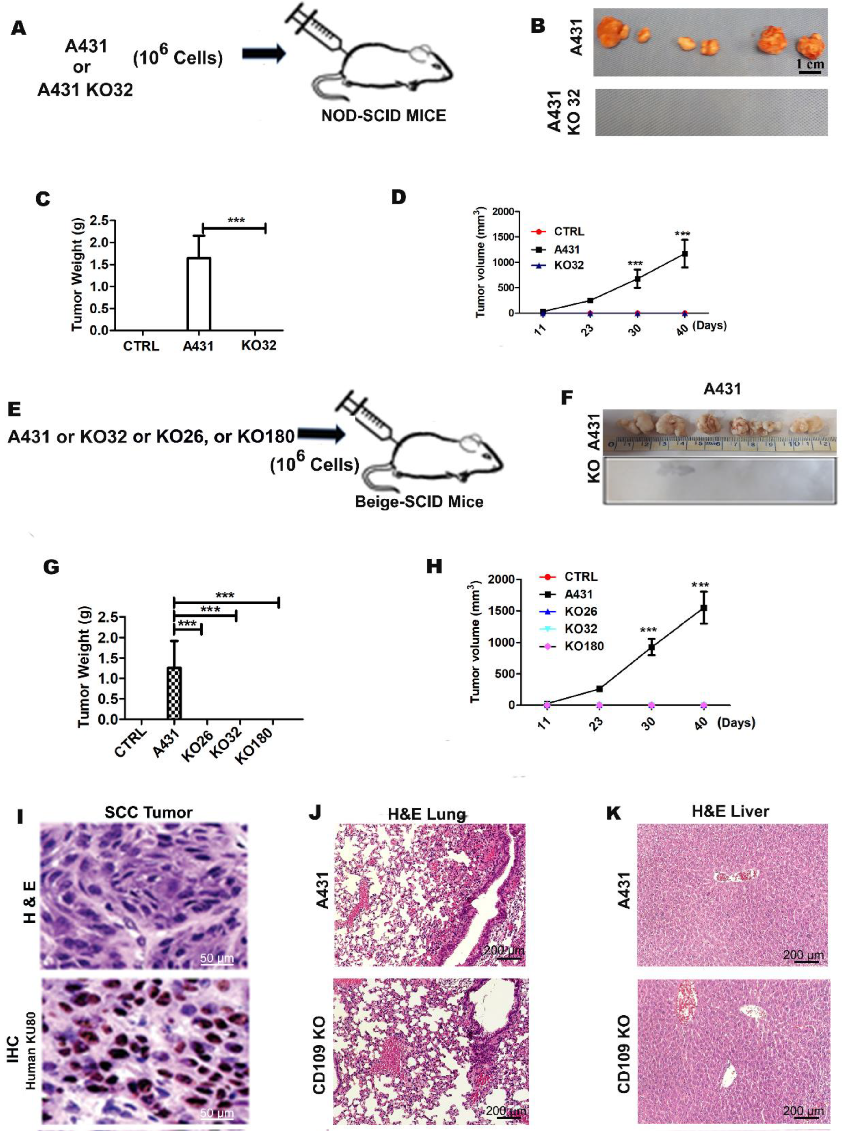 Cancers 14 03672 g001