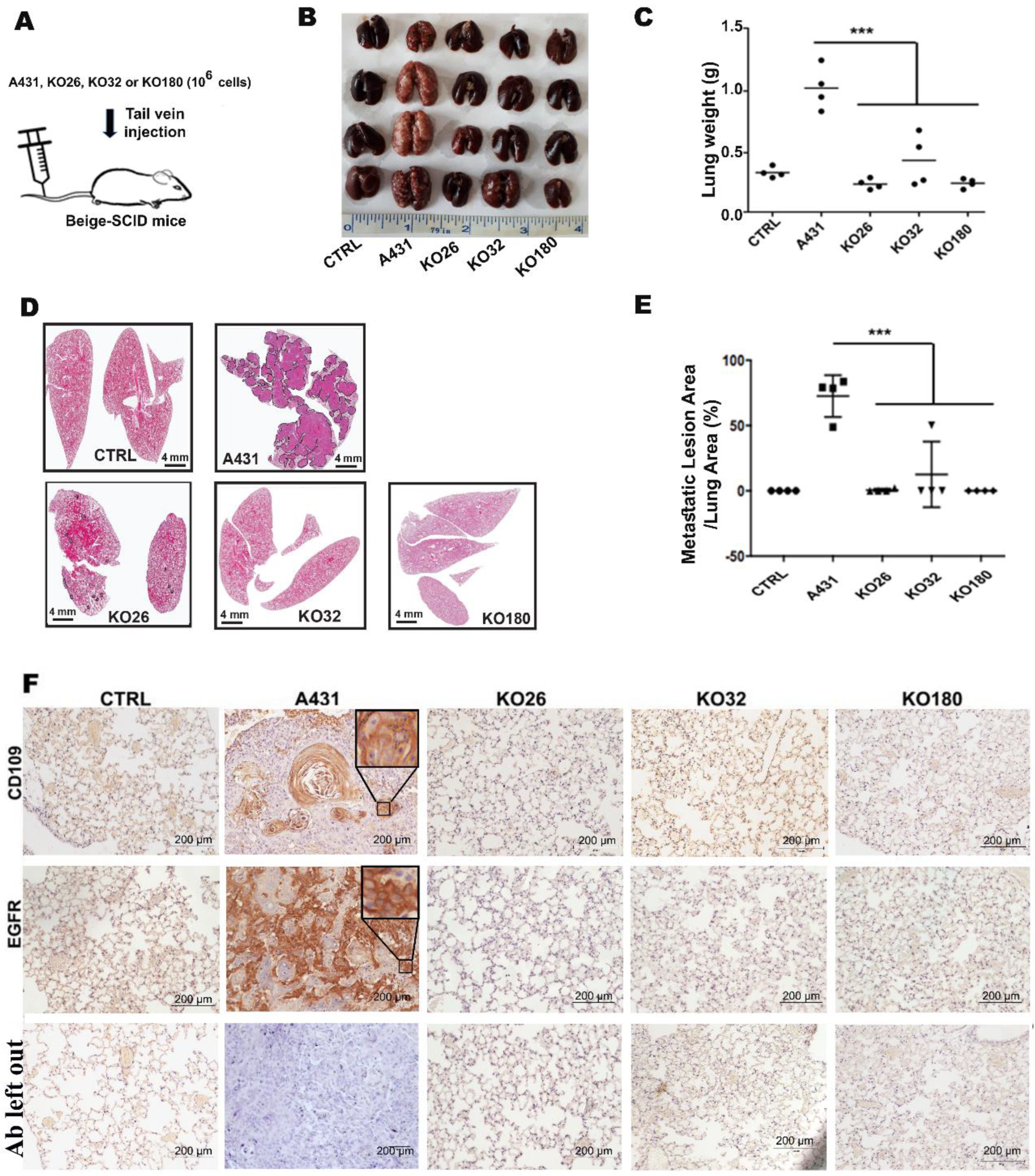 Cancers 14 03672 g002