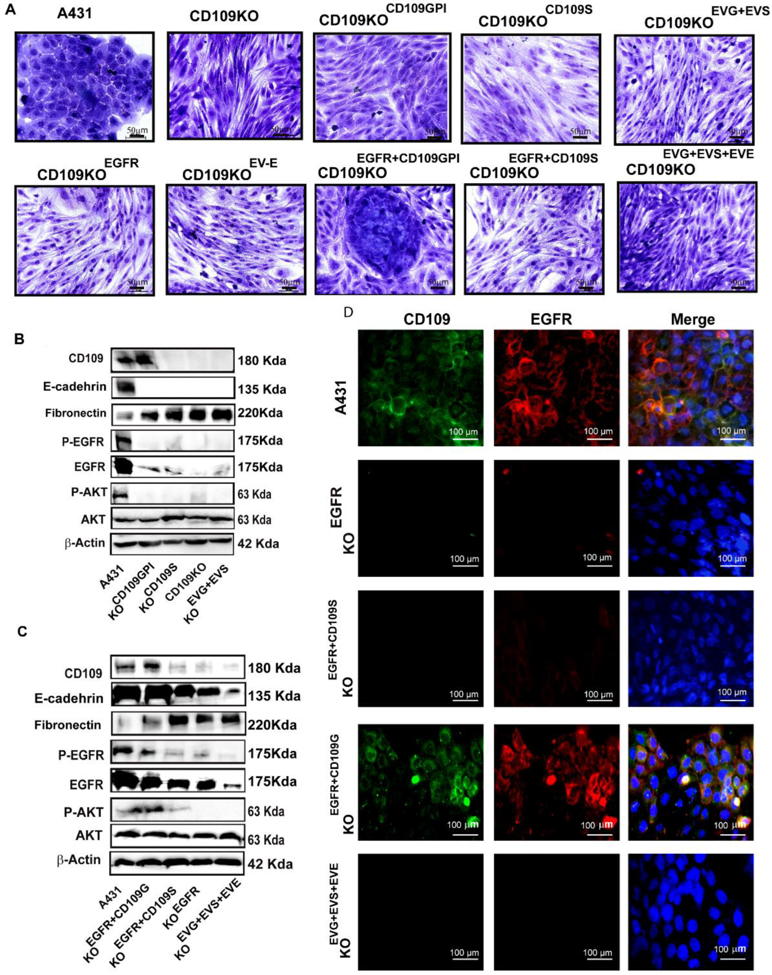 Cancers 14 03672 g006