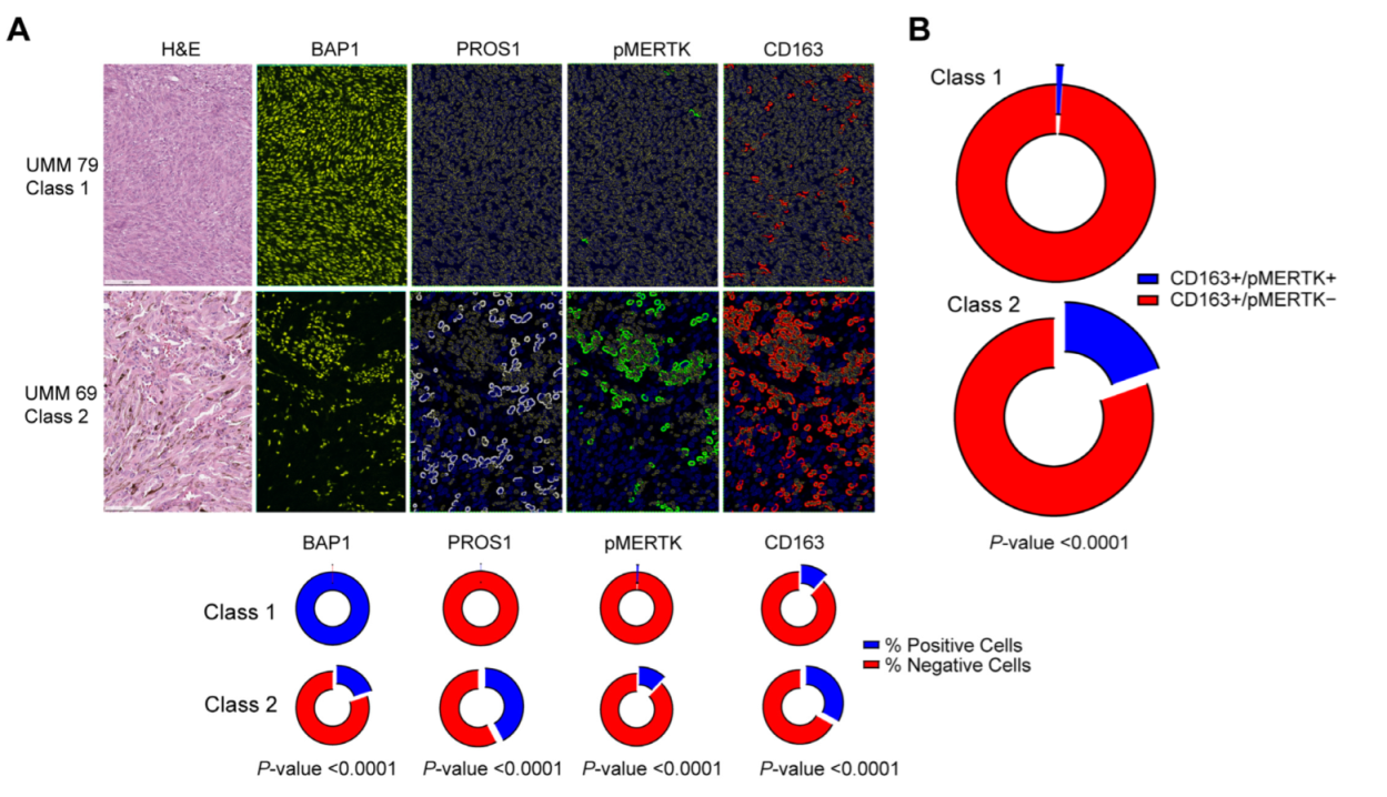 Cancers 14 03678 g003