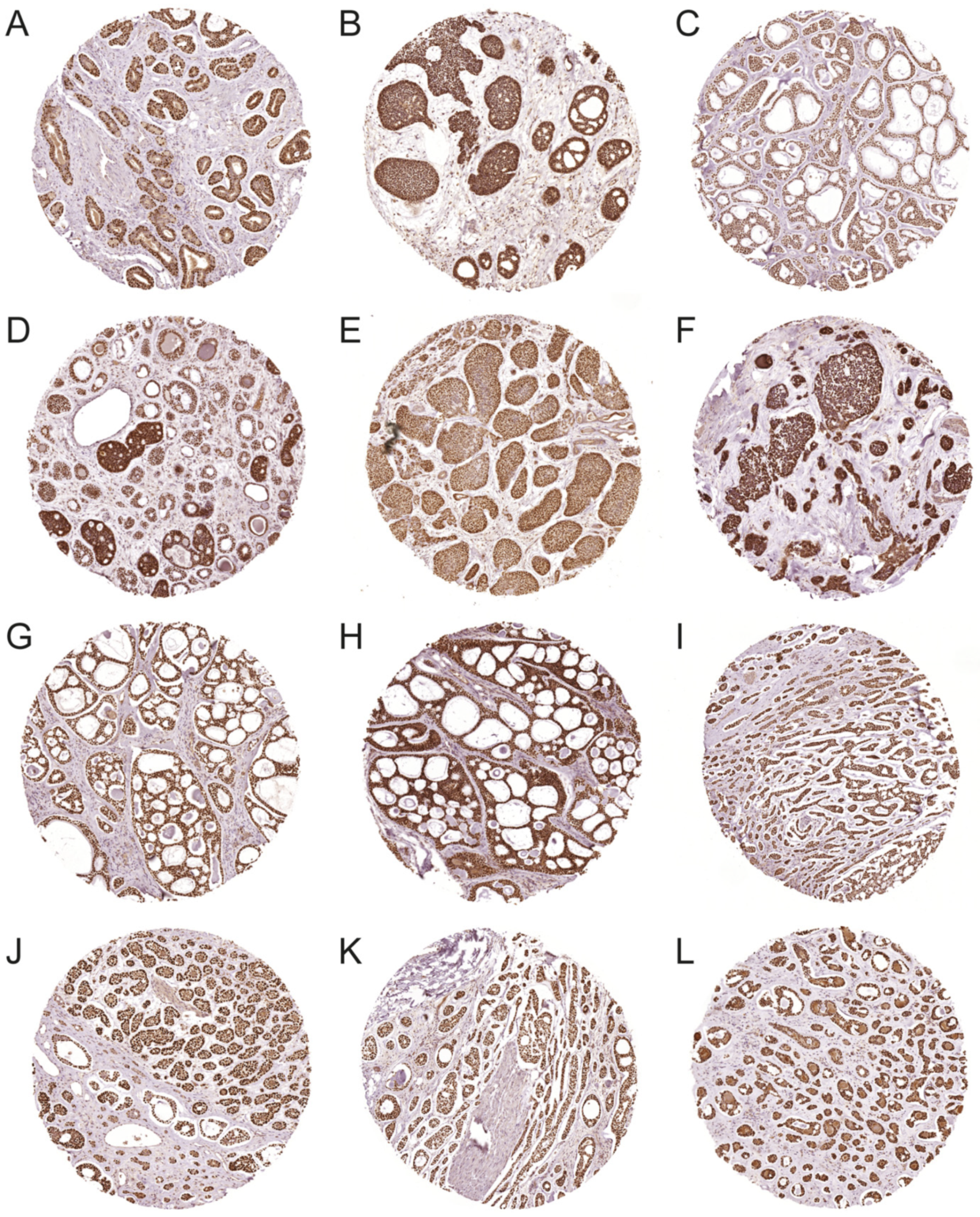 Cancers 14 03691 g003 550