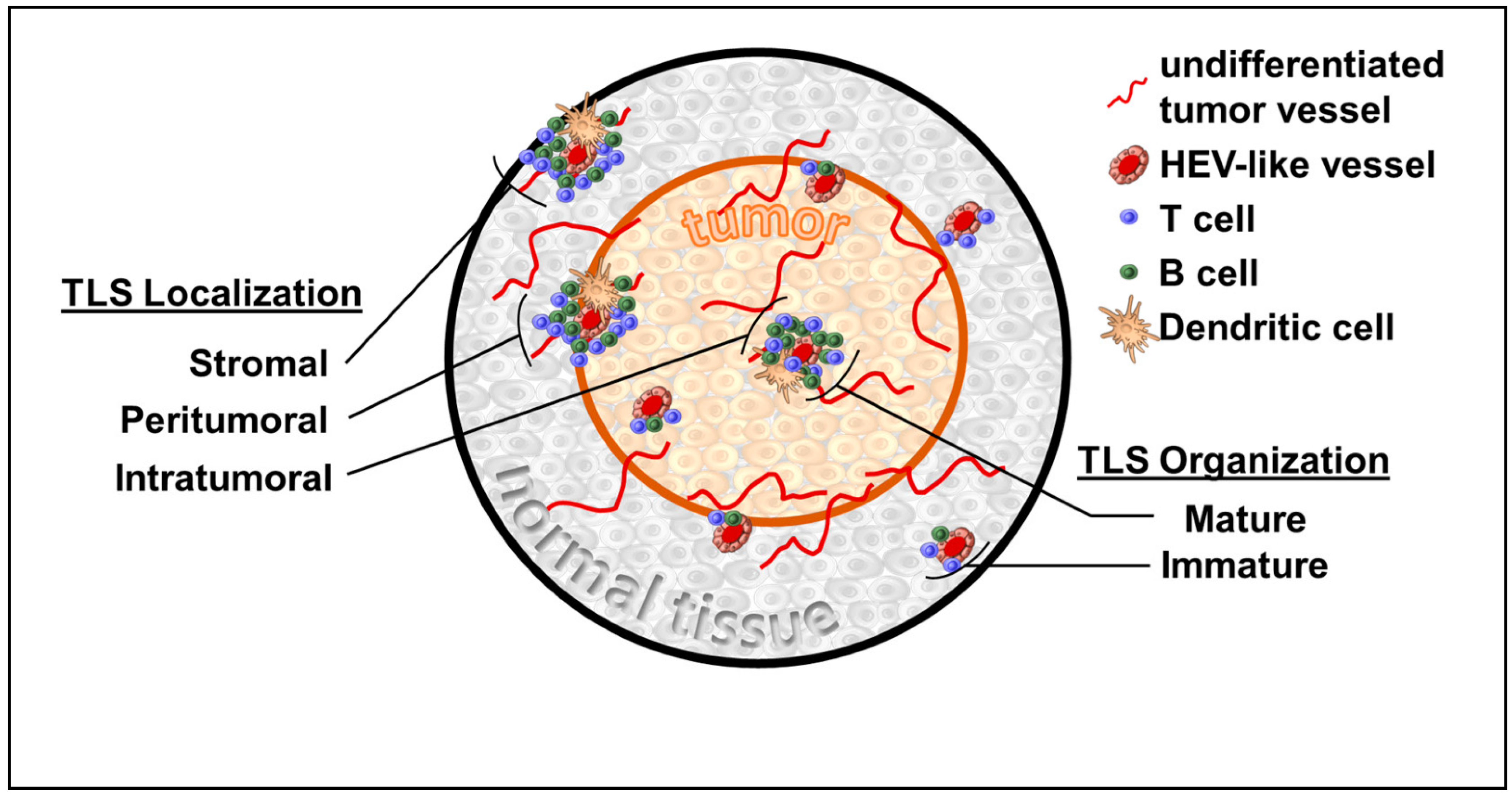 Tertiary lymphoid structures generate and propagate anti-tumor